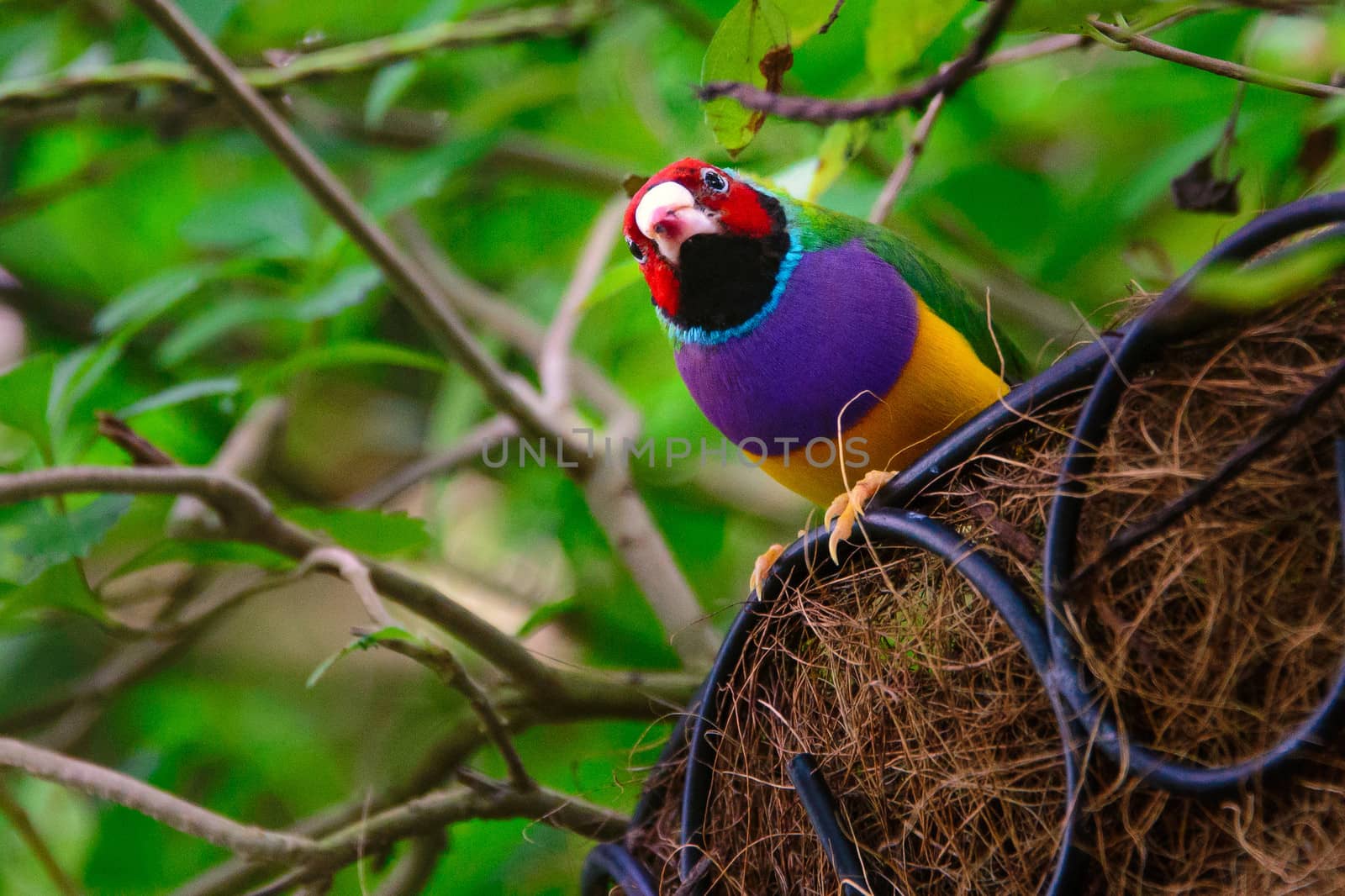 Low angle view of a Gouldian Finch (Erythrura gouldiae) in its nest, Key West, Monroe County, Florida, USA