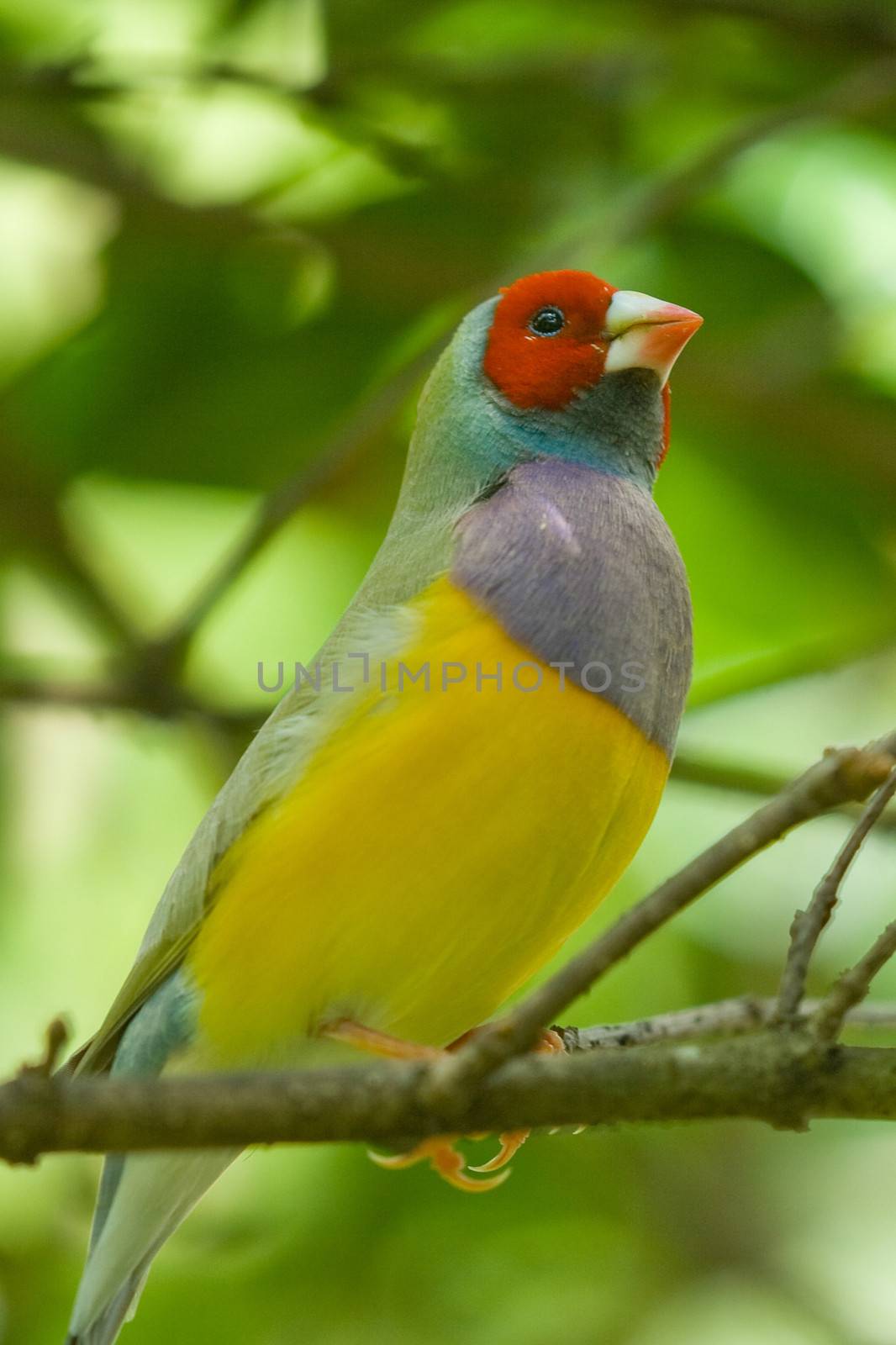 Side portrait of bird with colorful feathers on branch of tree, leafy green background.