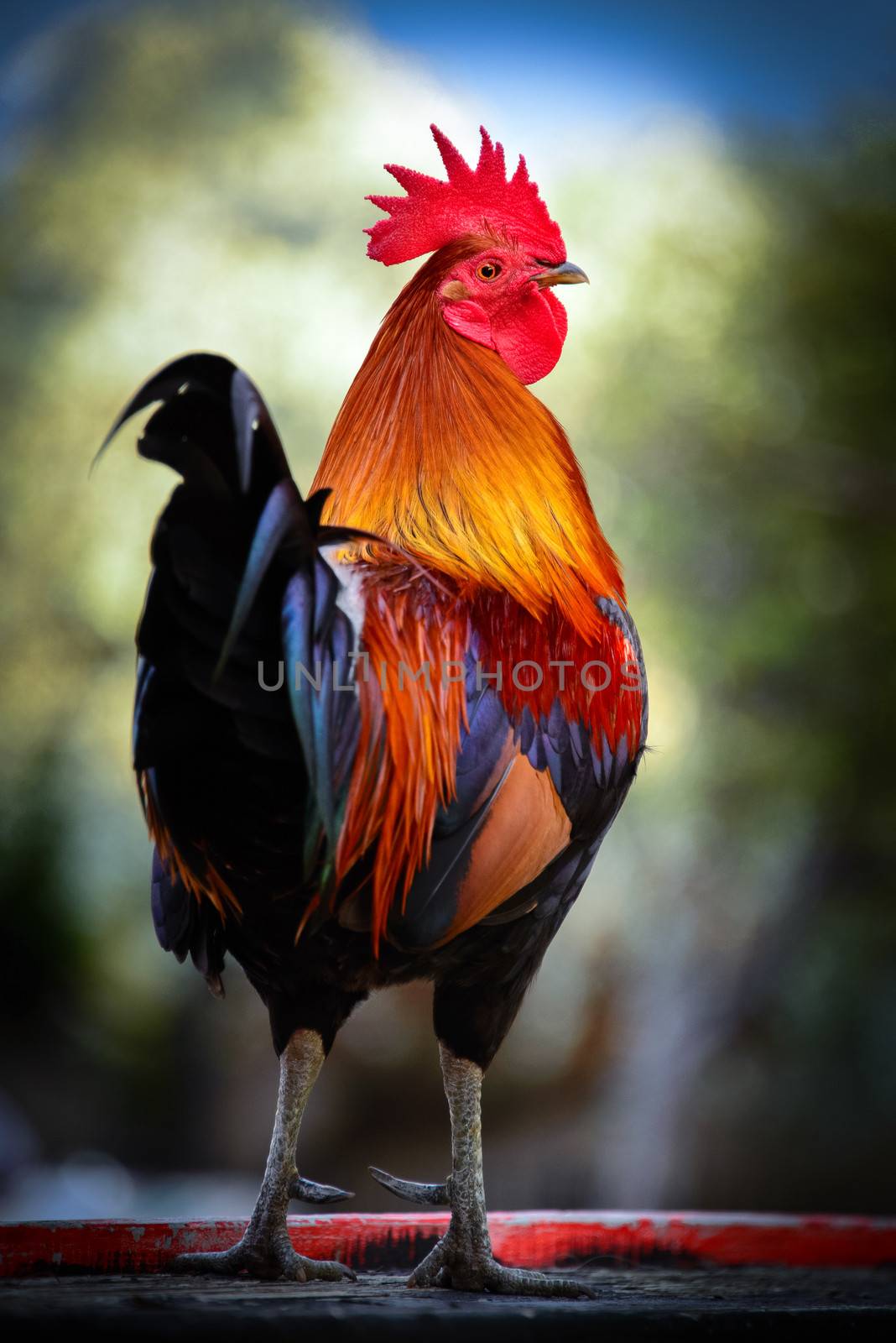 Close-up of a colorful rooster, Key West, Monroe County, Florida, USA