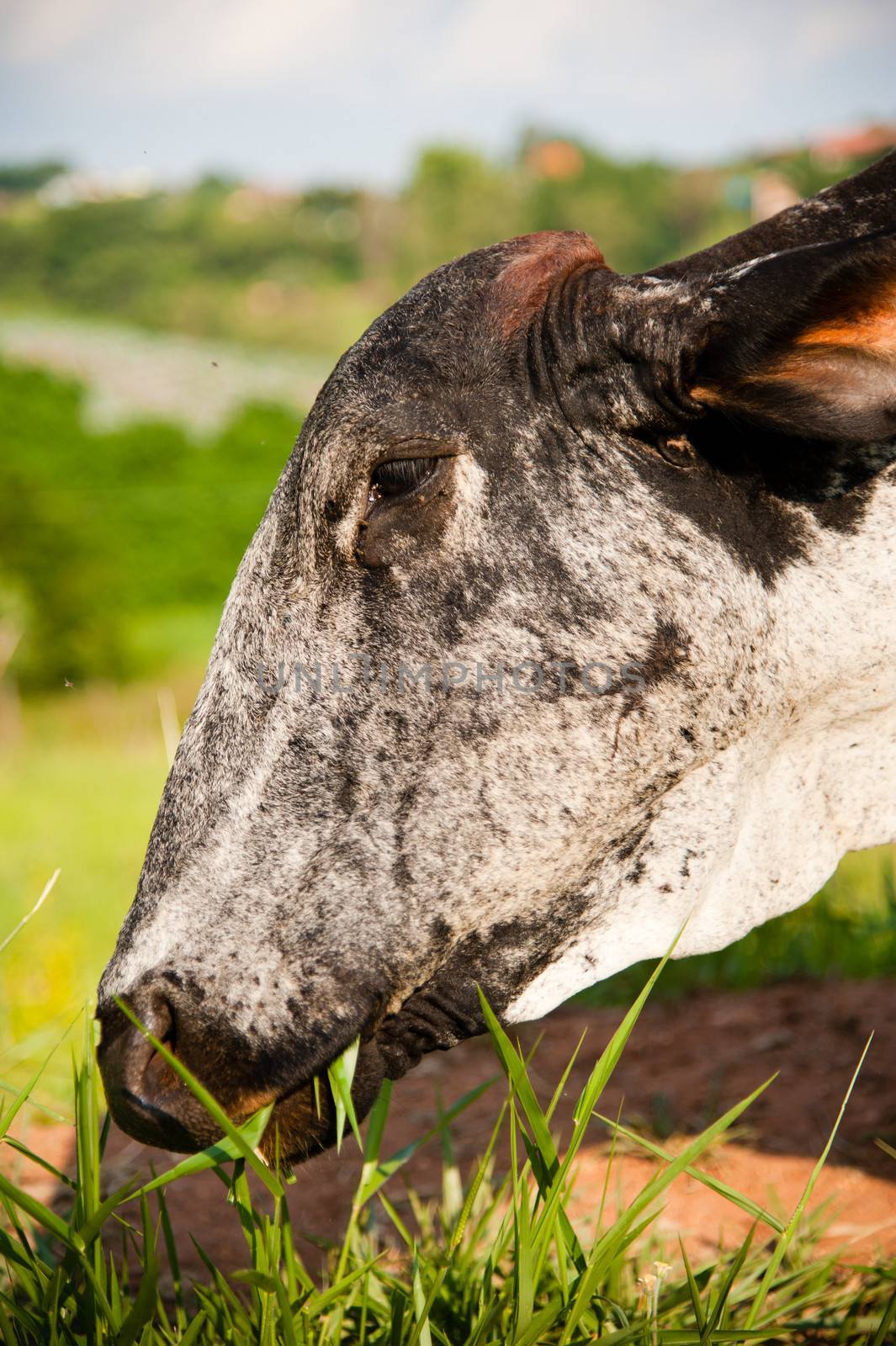 Side portrait of cow eating grass in countryside field.