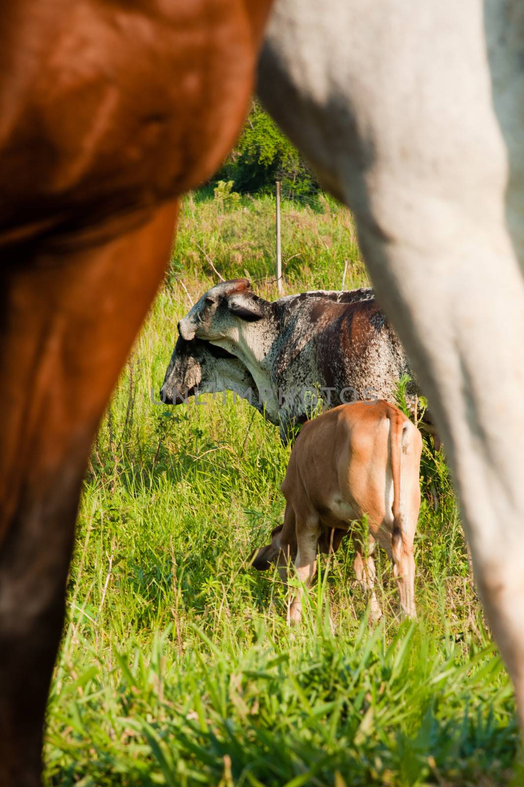 Cow grazing in countryside by CelsoDiniz