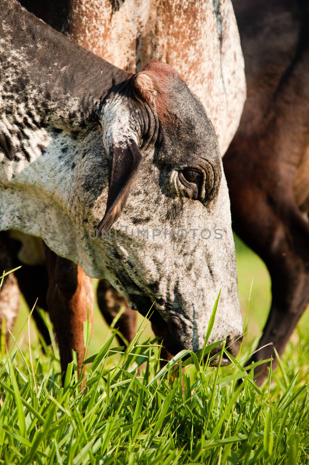 Cow in a farm, Brazil