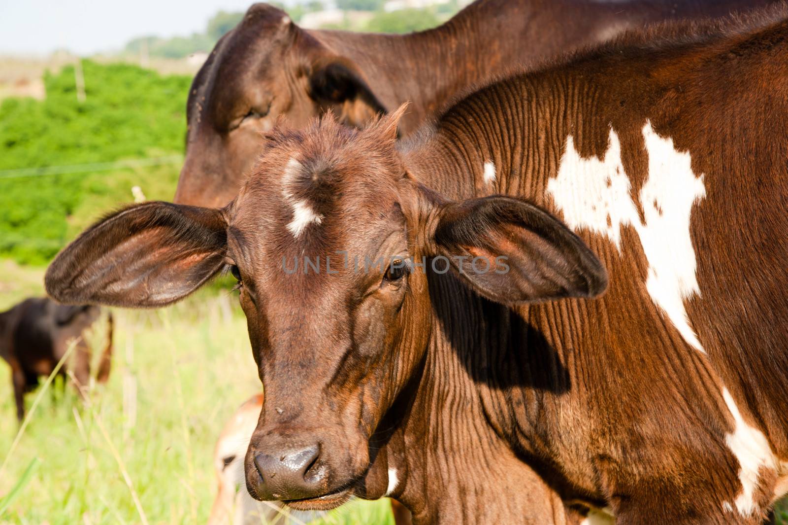 Cow in a field by CelsoDiniz