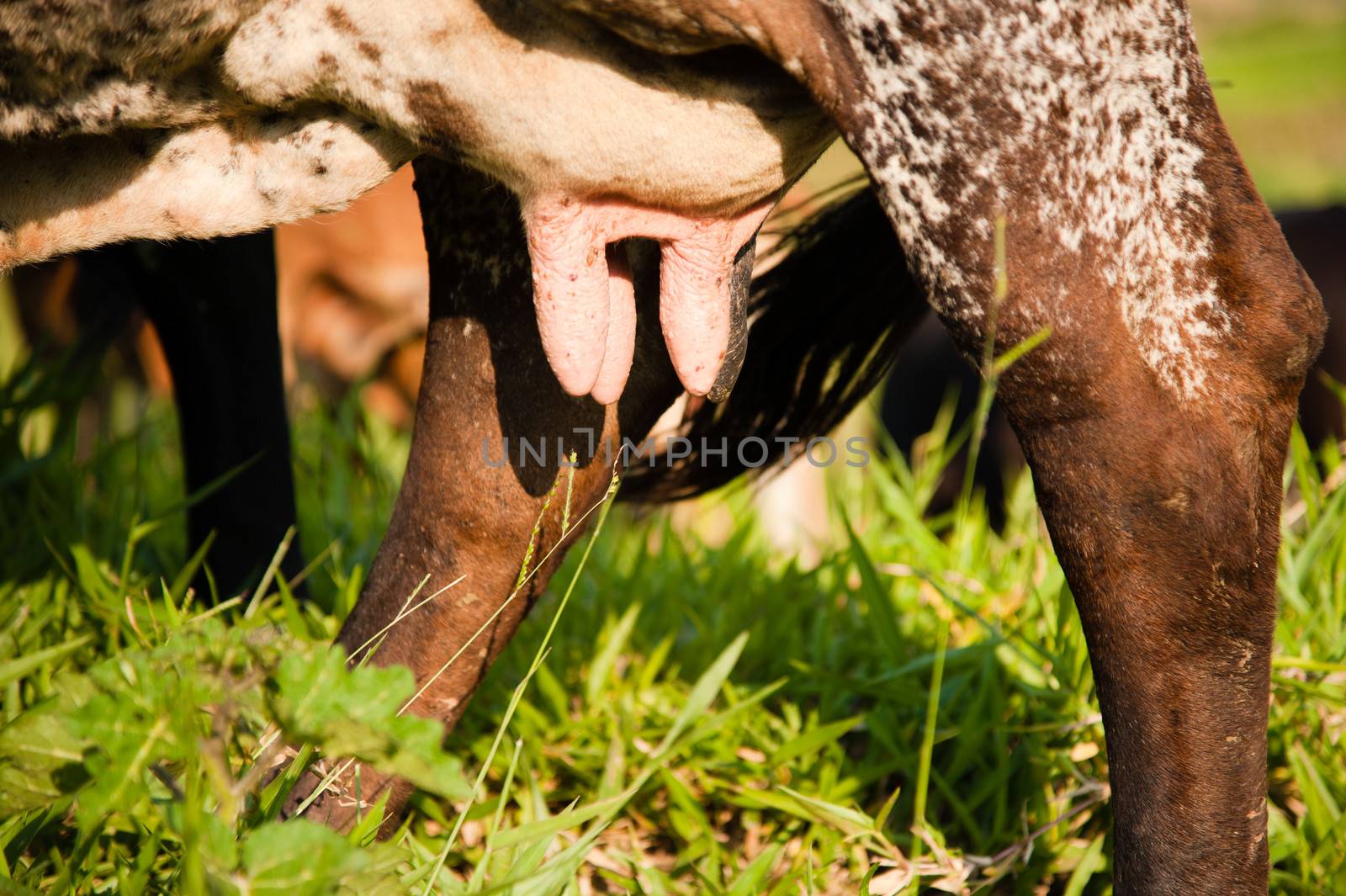 Close-up of udder of a cow in a farm, Brazil