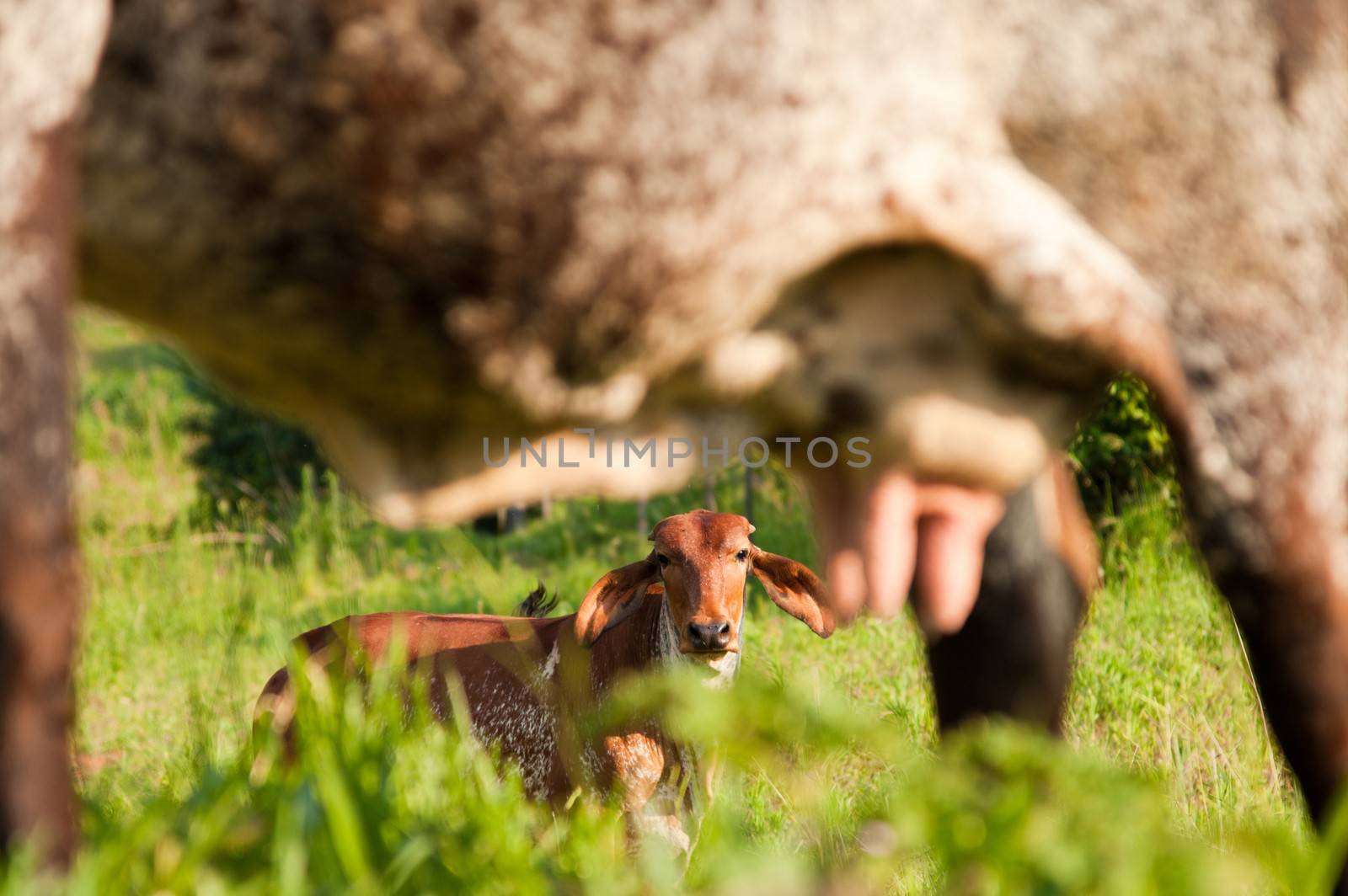 Close-up of udder of a cow in a farm, Brazil