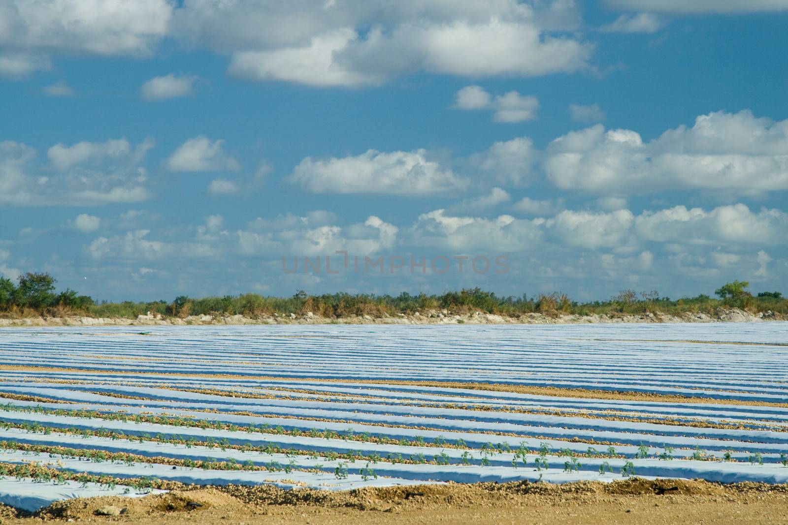 Crops covered with plastic film by CelsoDiniz