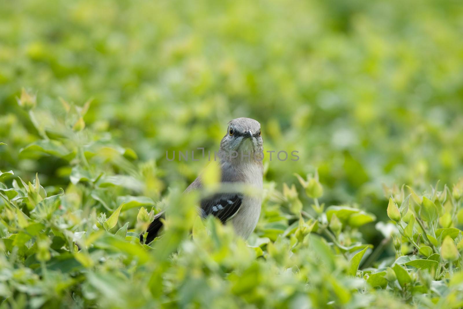 Curious little bird surrounded by green leaves by CelsoDiniz