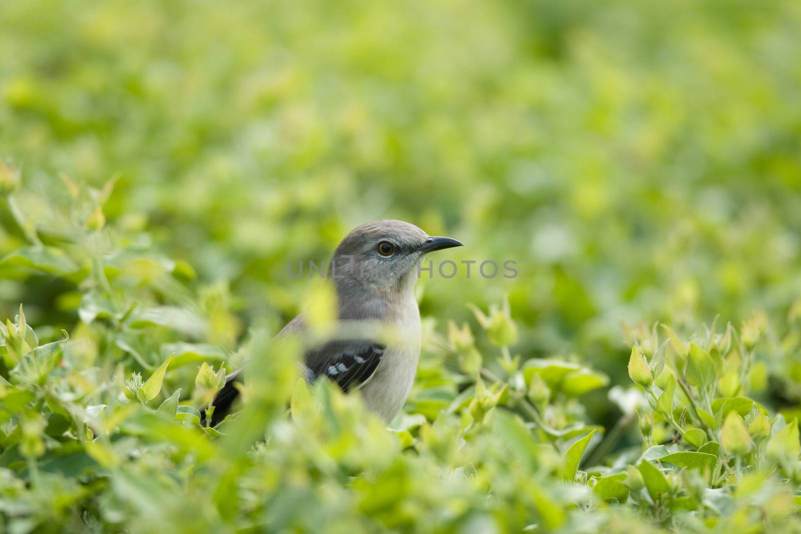 Curious little bird surrounded by green leaves by CelsoDiniz