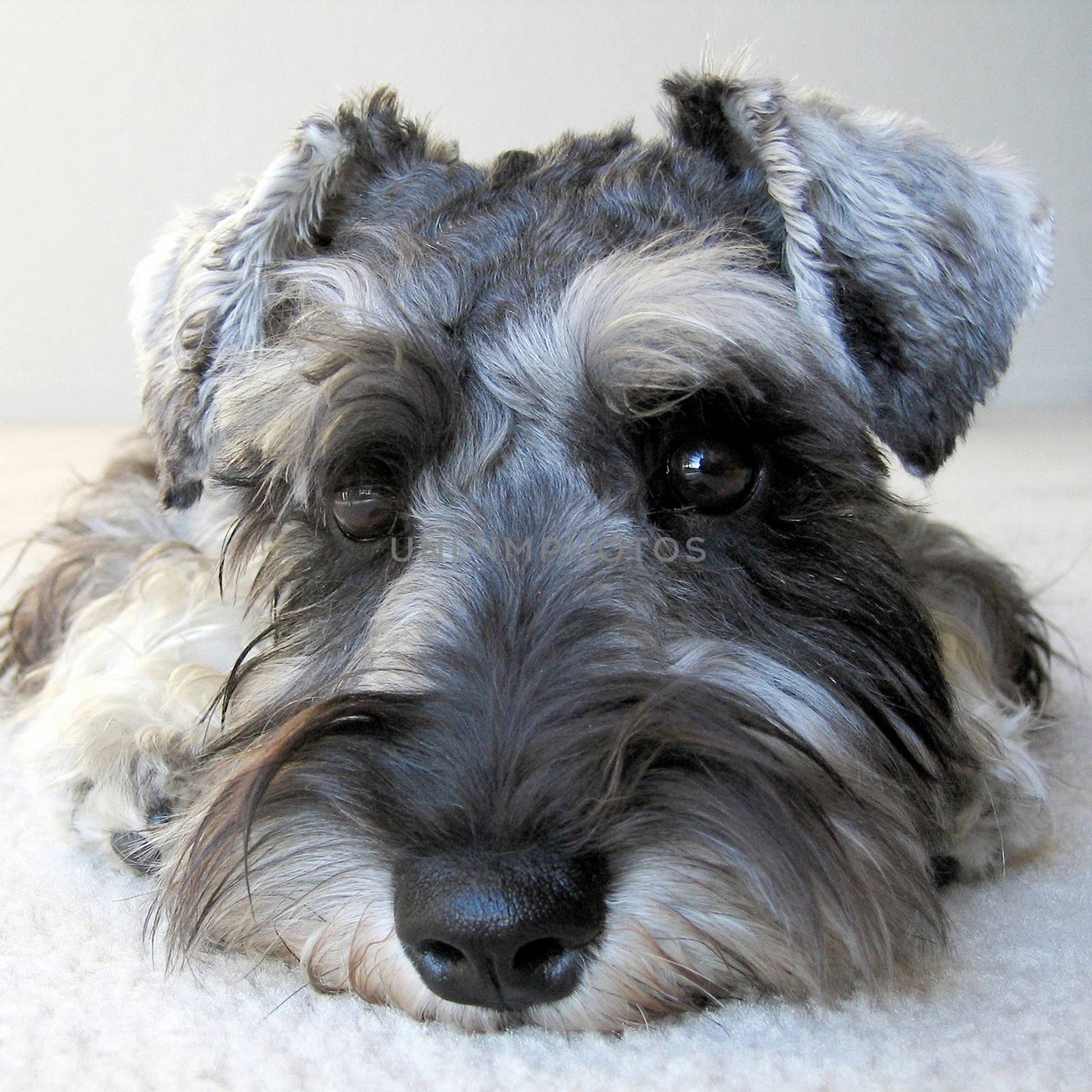 Portrait of cute dog lying on white carpet.