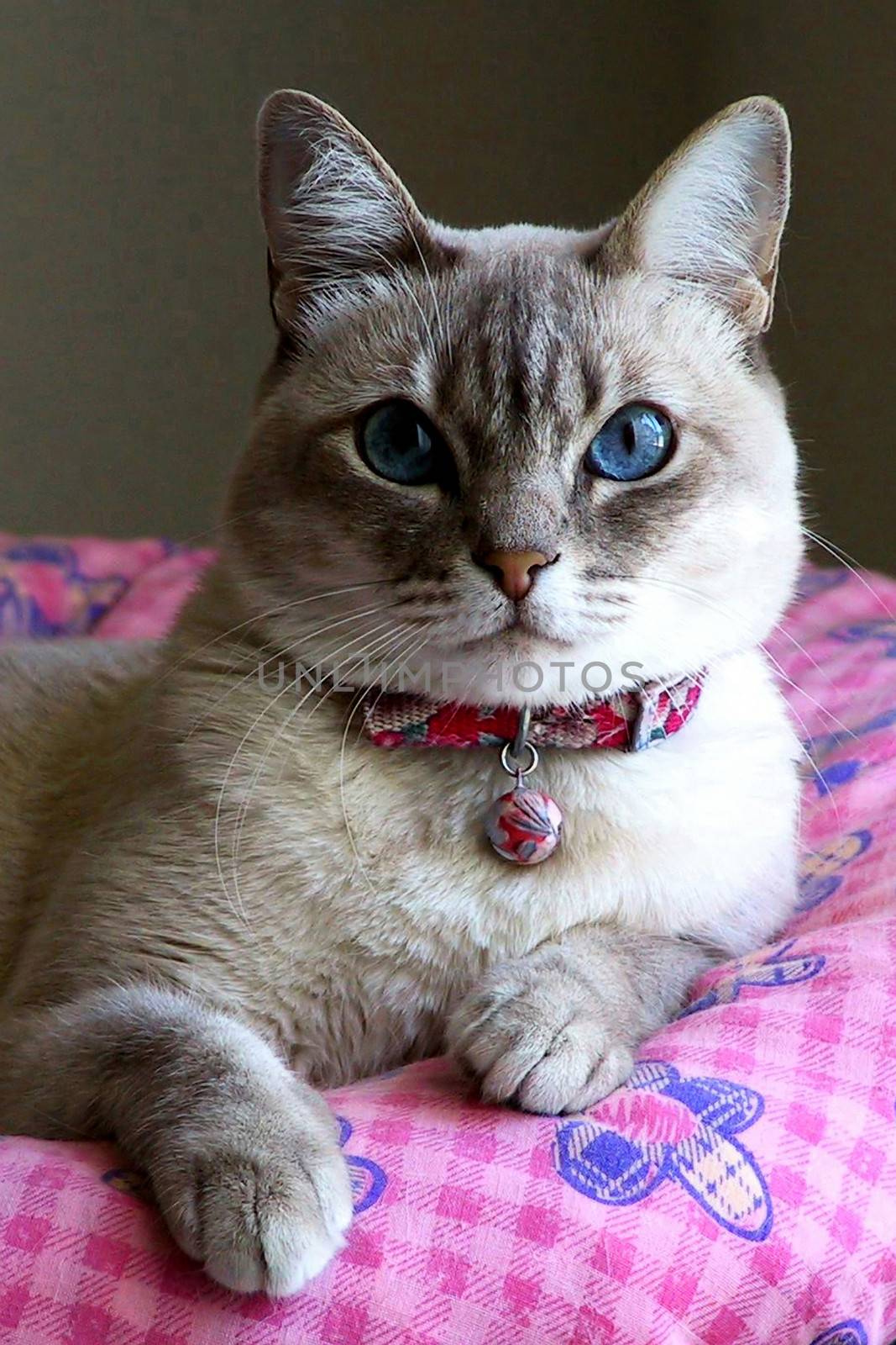 Portrait of cute cat with blue eyes resting on cozy pink blanket or bed.