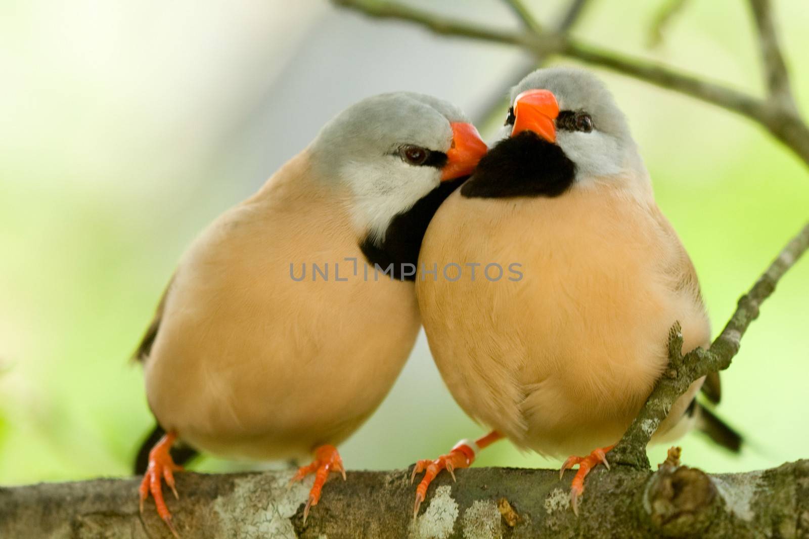 Portrait of cute pair of affectionate birds on tree branch.