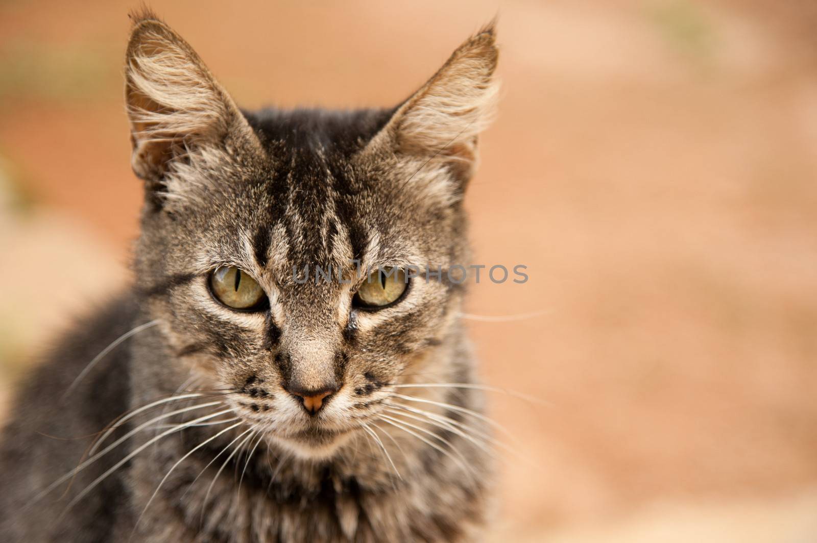 Portrait of cute tabby cat outdoors with copy space.