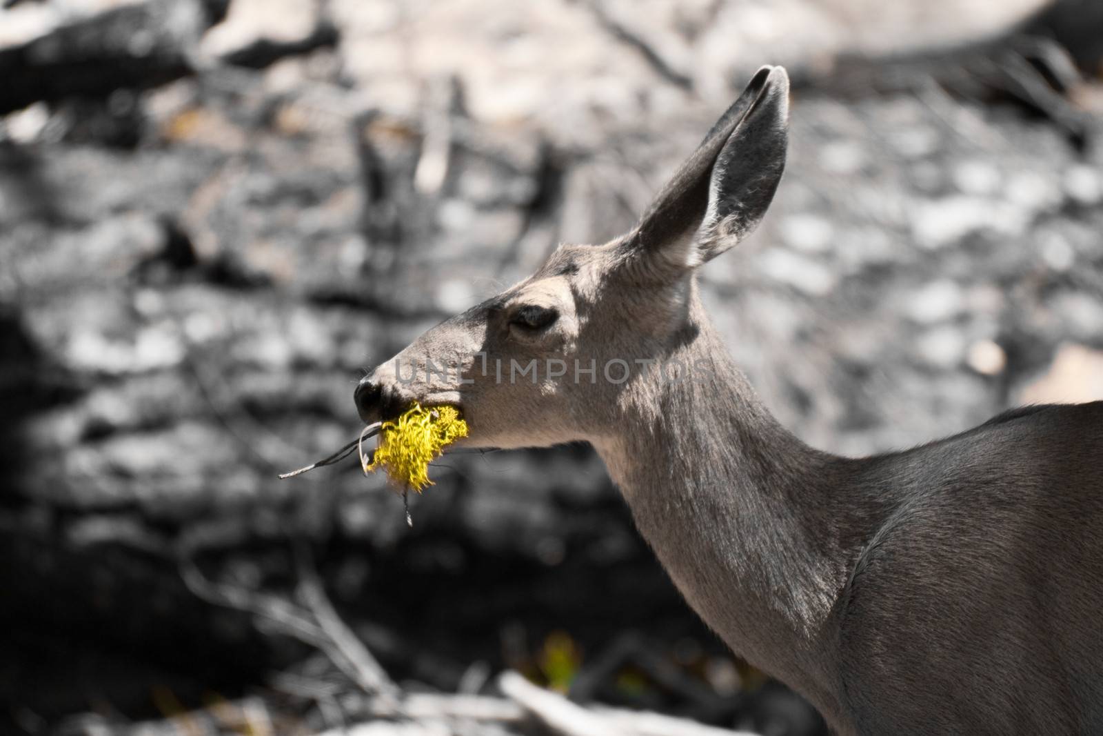 Deer eating by CelsoDiniz