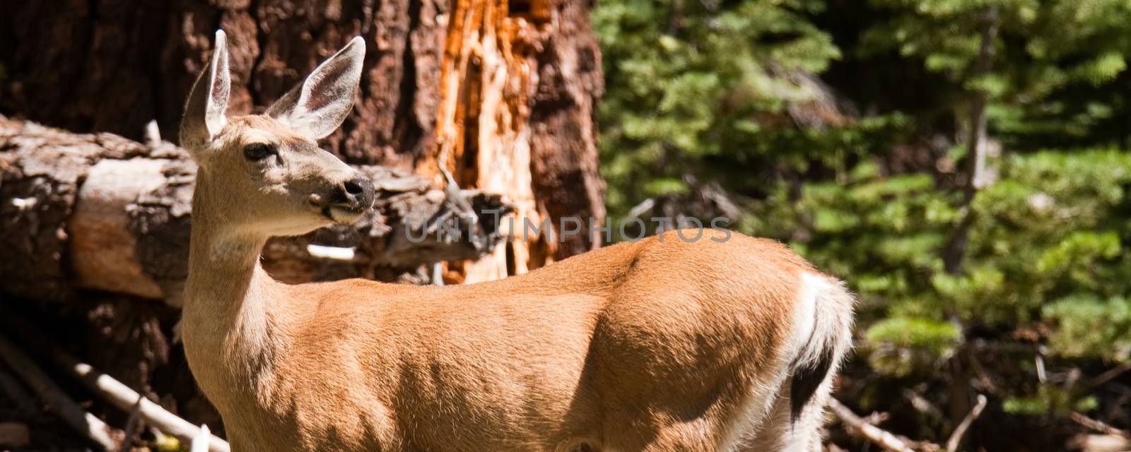 Deer in a forest, Taft Point, Yosemite National Park, California, USA