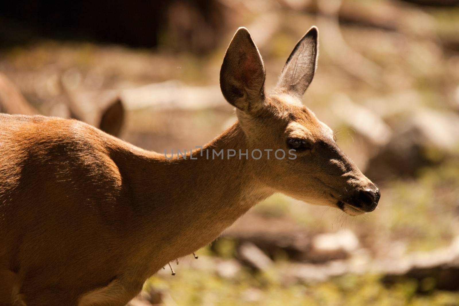 Side view of deer in countryside.