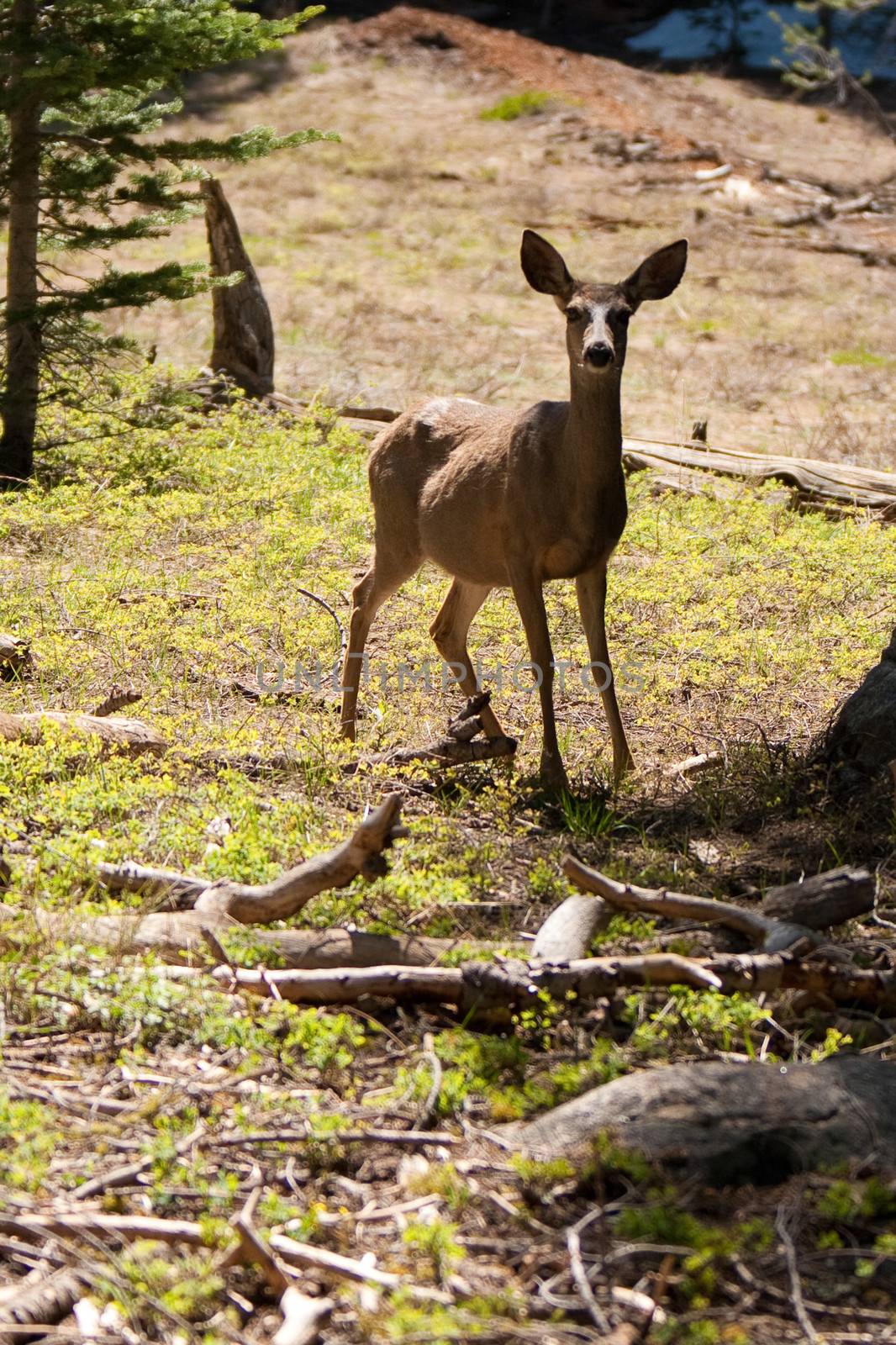 Deer in countryside by CelsoDiniz