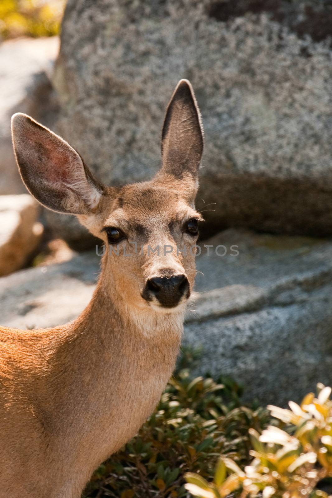 Deer portrait with boulders in background.