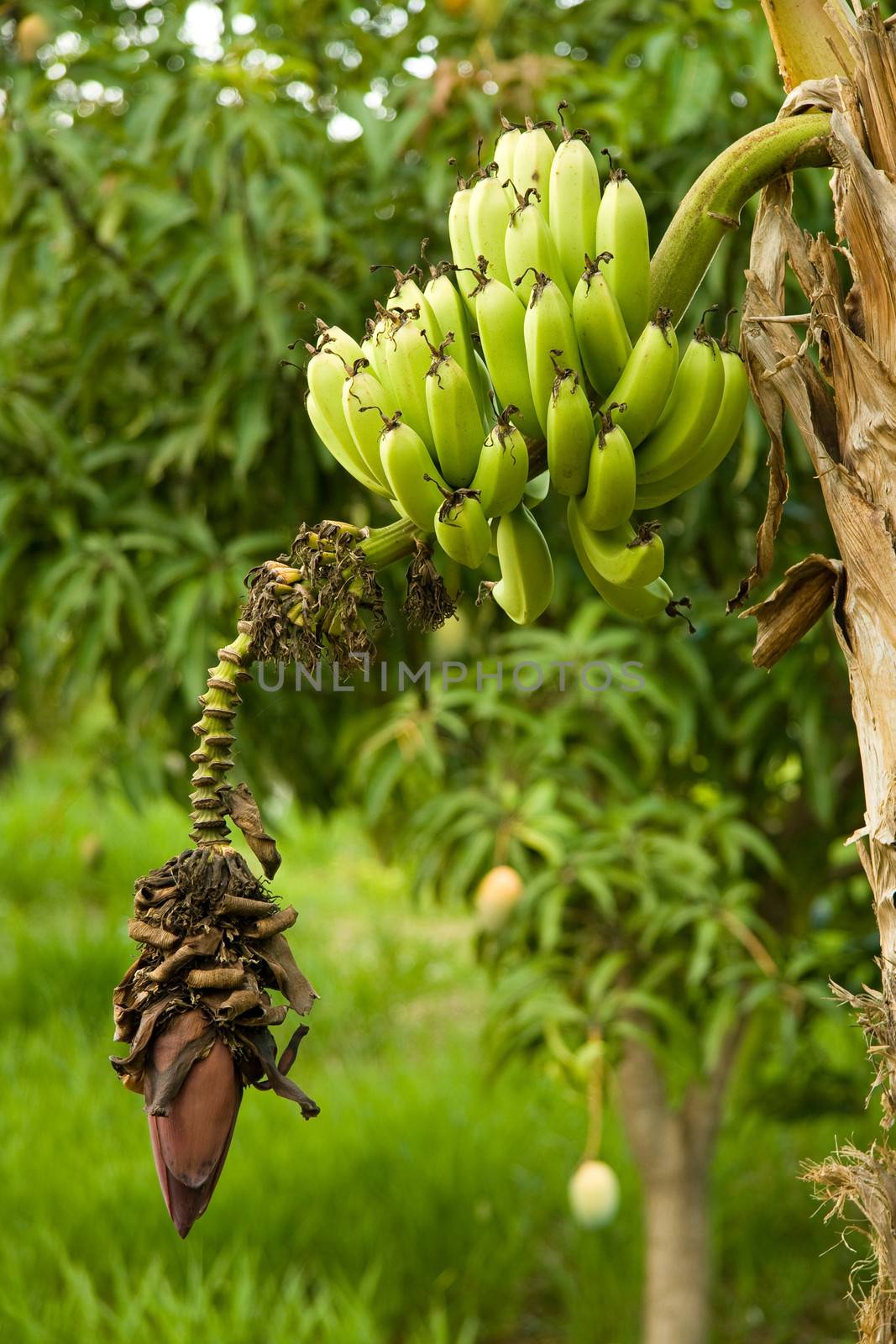 Detail of a Banana tree by CelsoDiniz