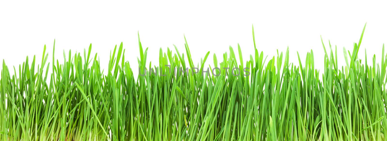 Green grass by sailorr