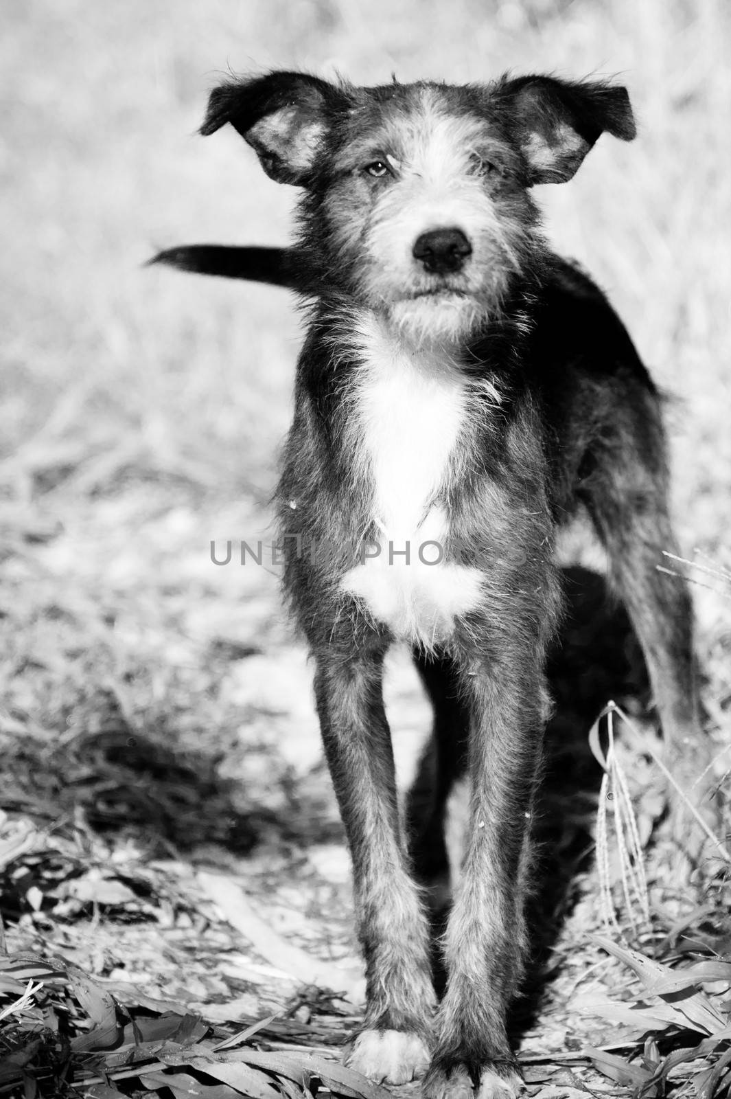 Portrait of a dog, Brazil