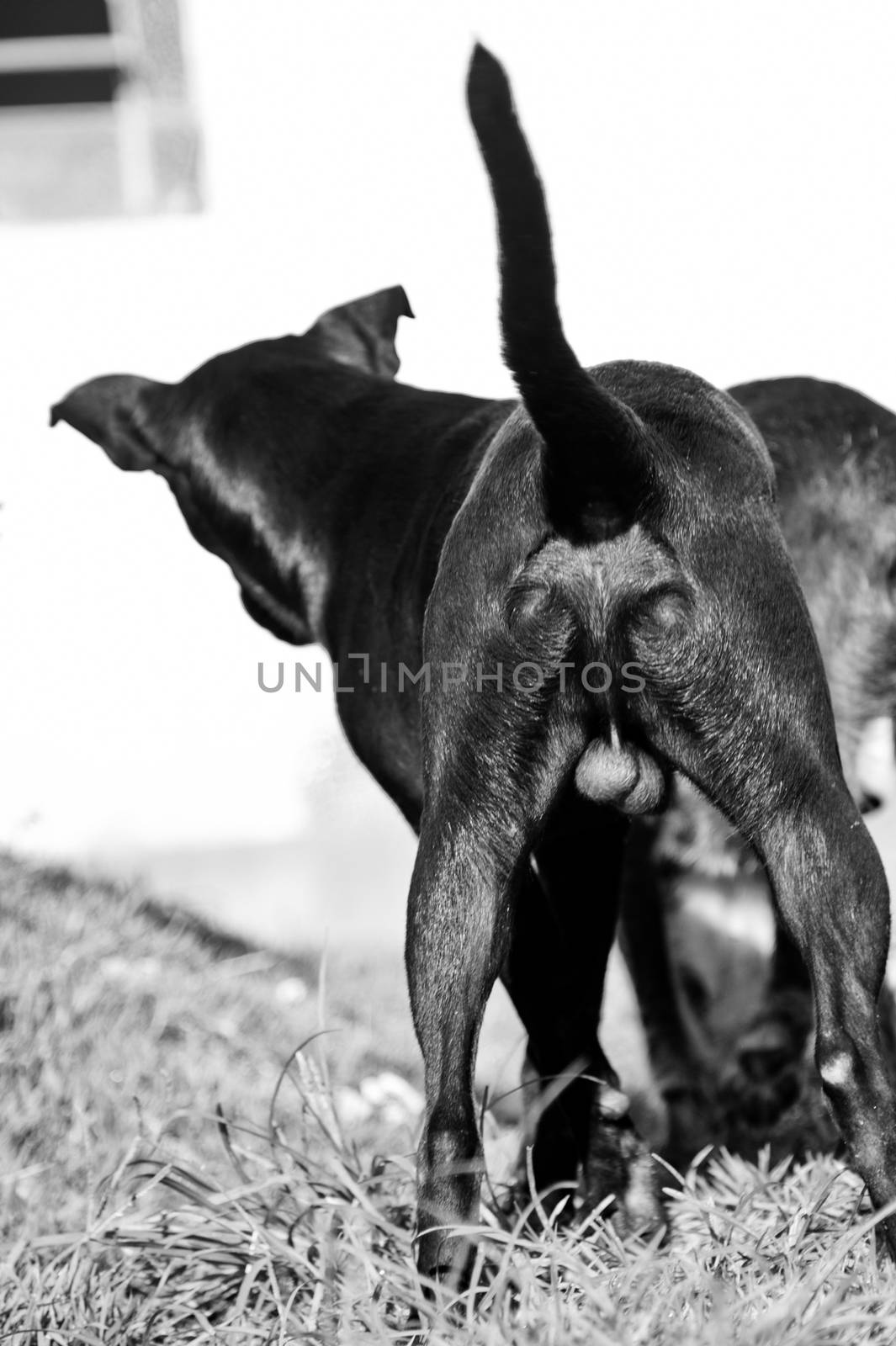 Two little dogs playing, Brazil