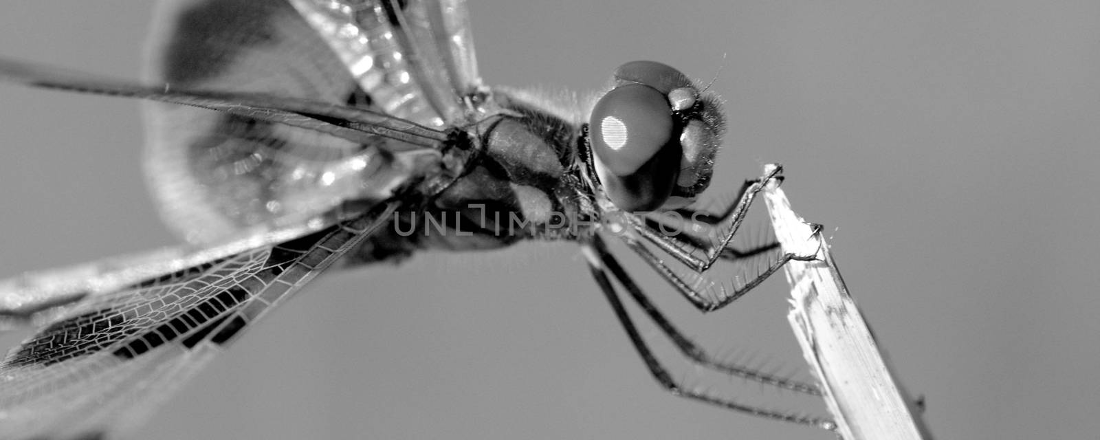 Closeup of a large dragonfly.