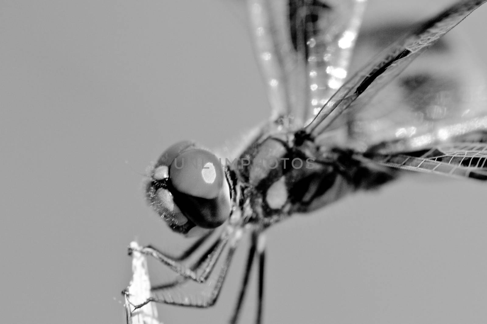 Close-up of a Dragonfly