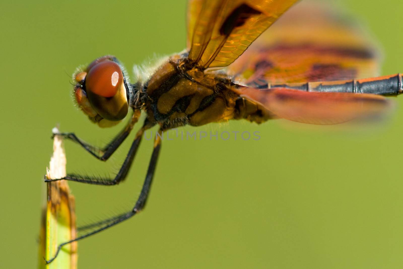 Dragonfly on plant by CelsoDiniz