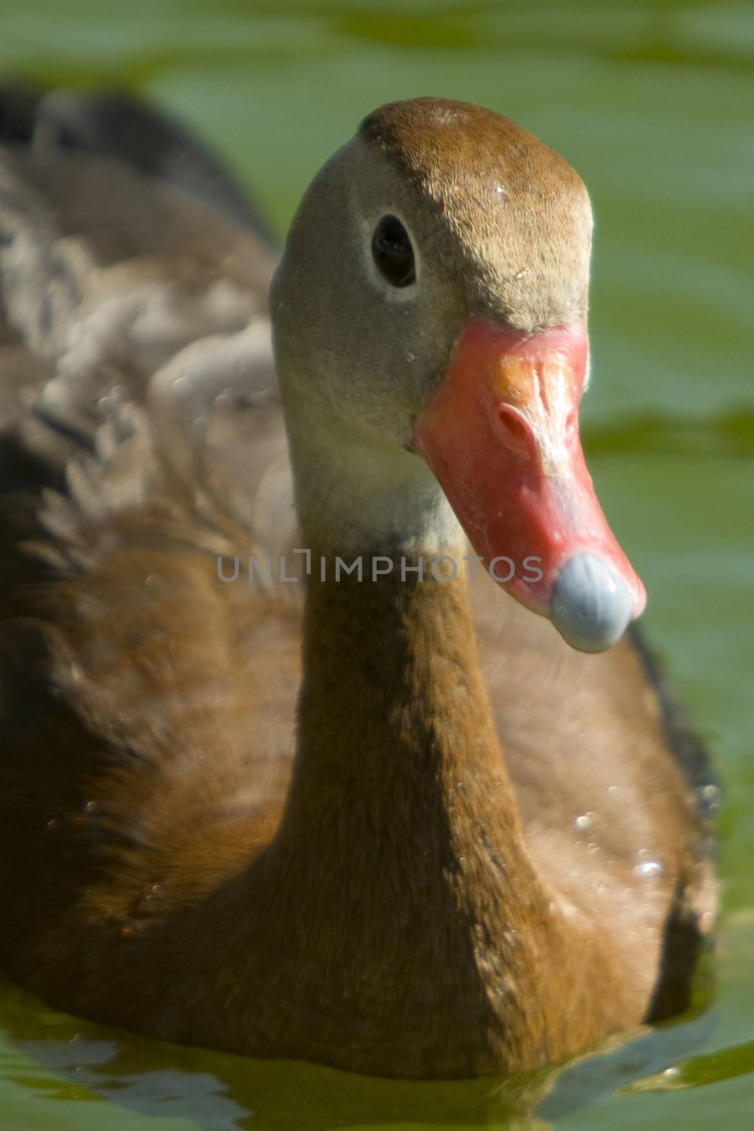 Close-up of a duck in a lake, Miami, Miami-Dade County, Florida, USA