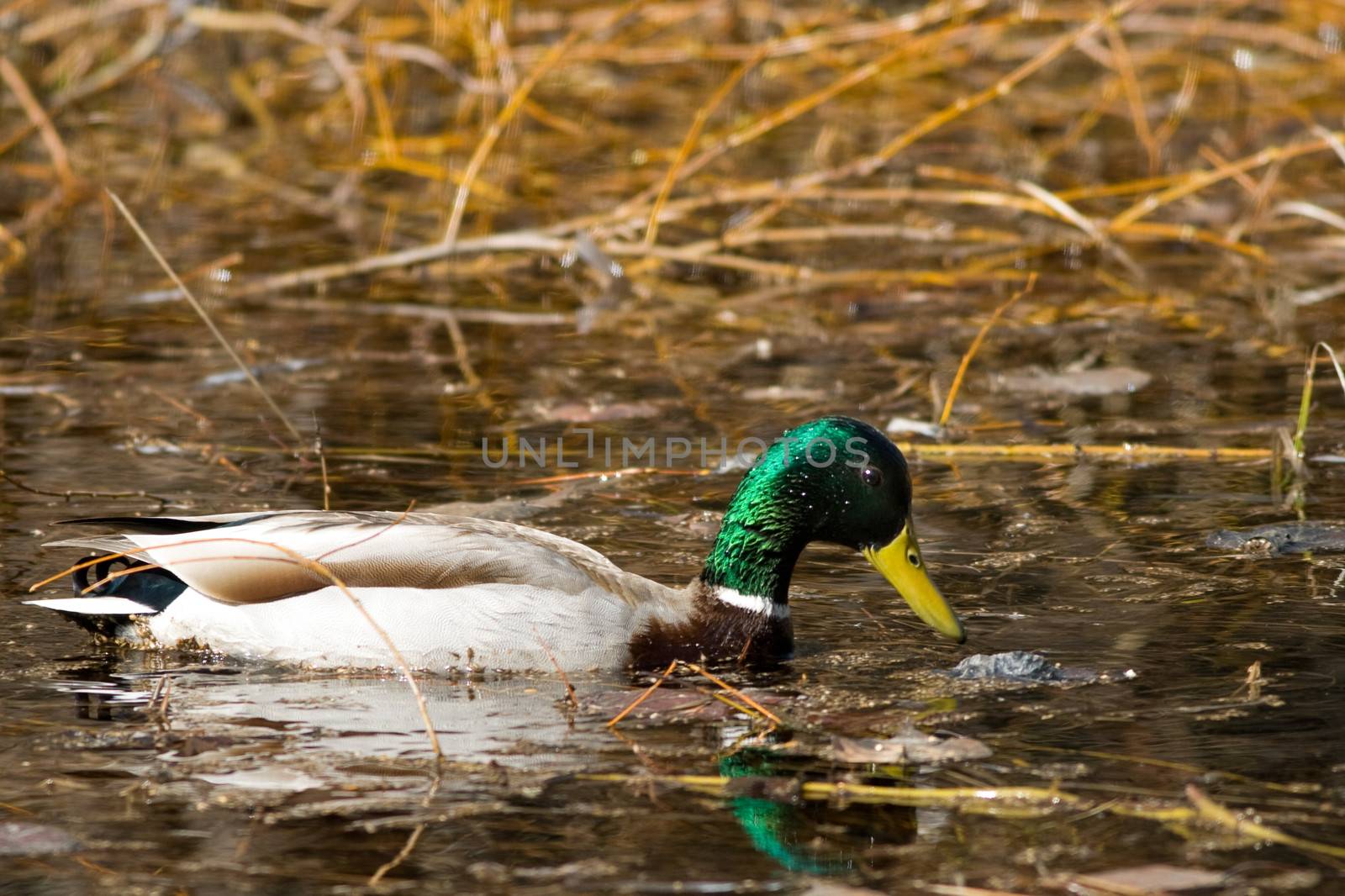 Duck swimming in a lake, Yosemite National Park, California, USA