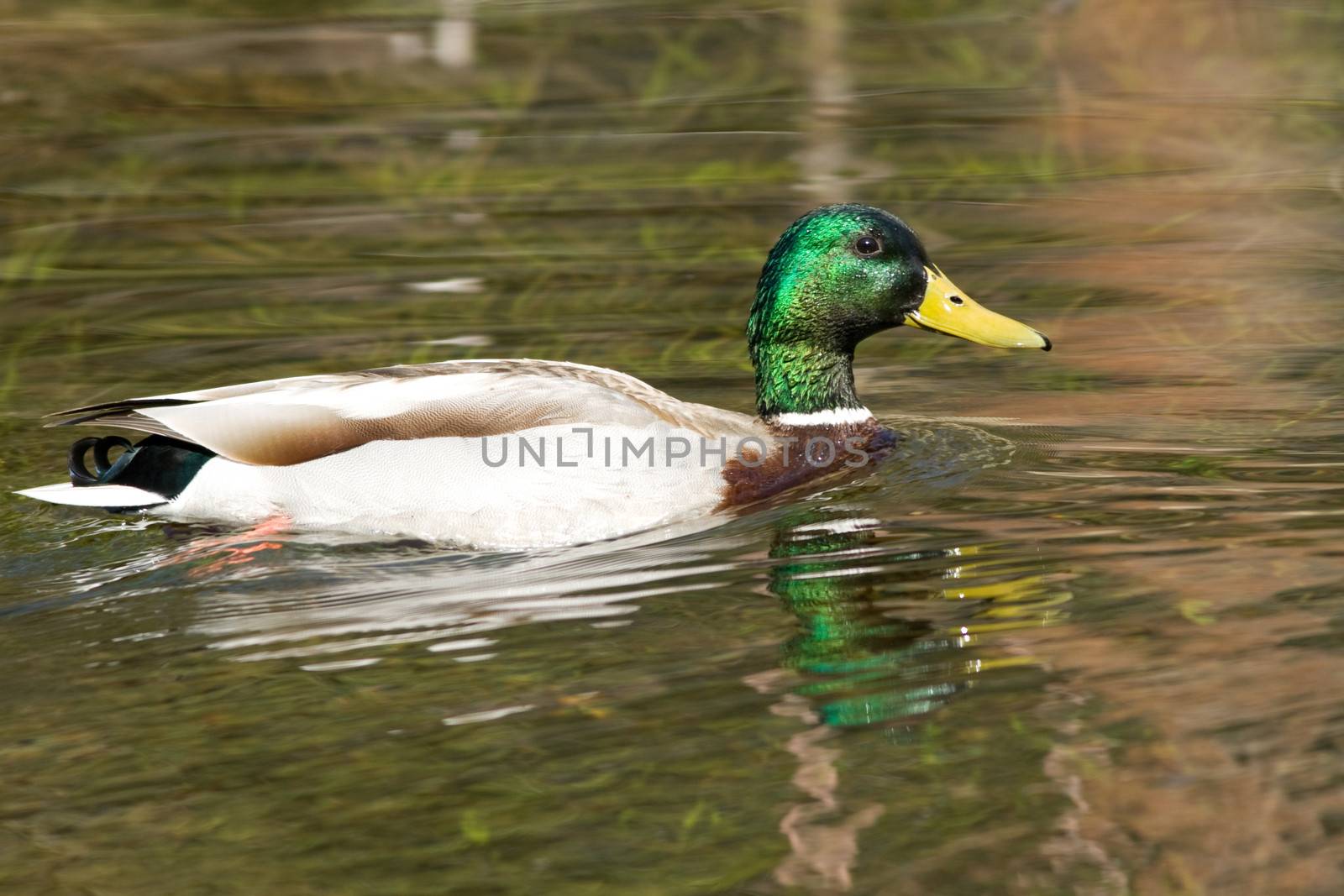 Duck in a lake by CelsoDiniz