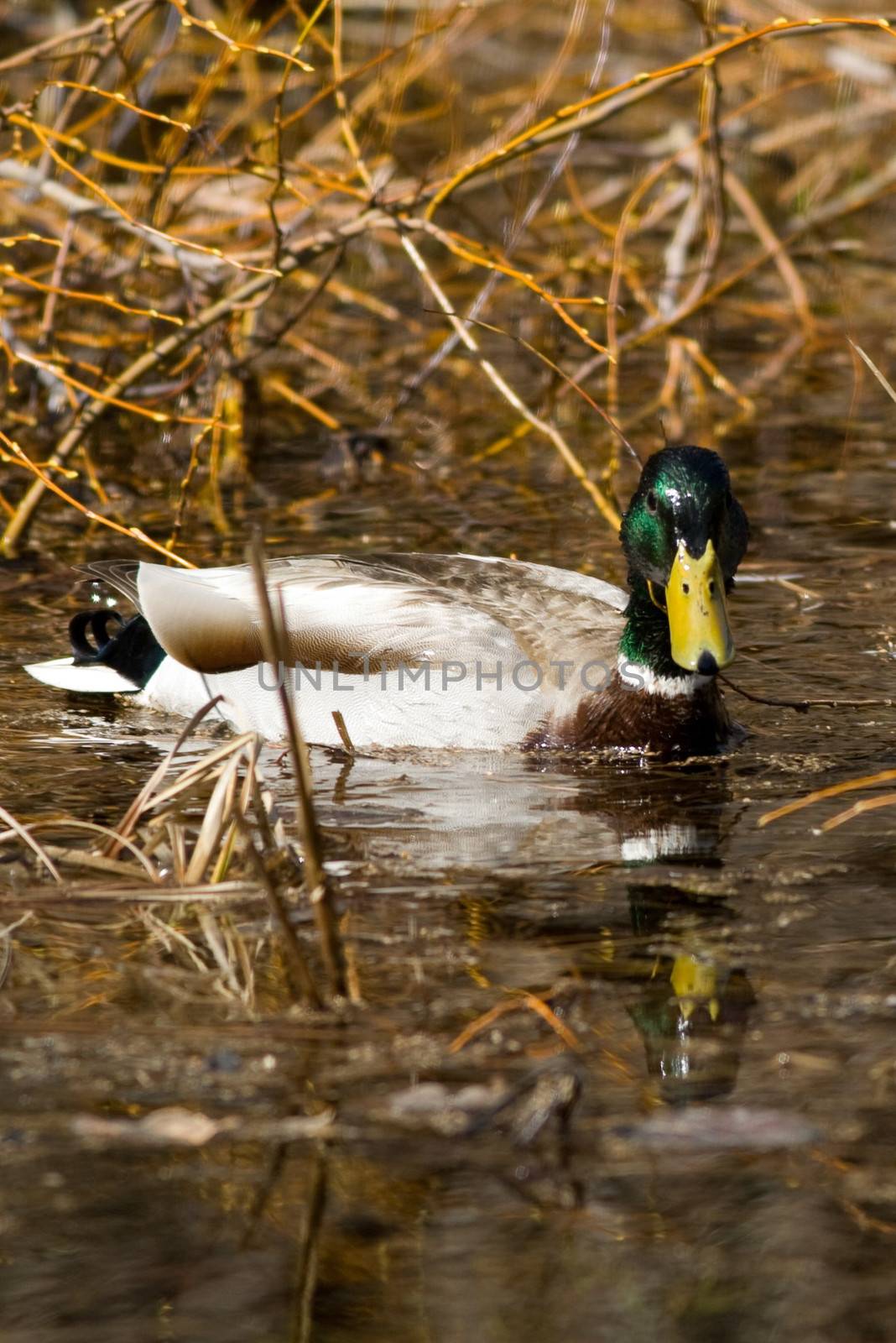 Duck in a lake by CelsoDiniz