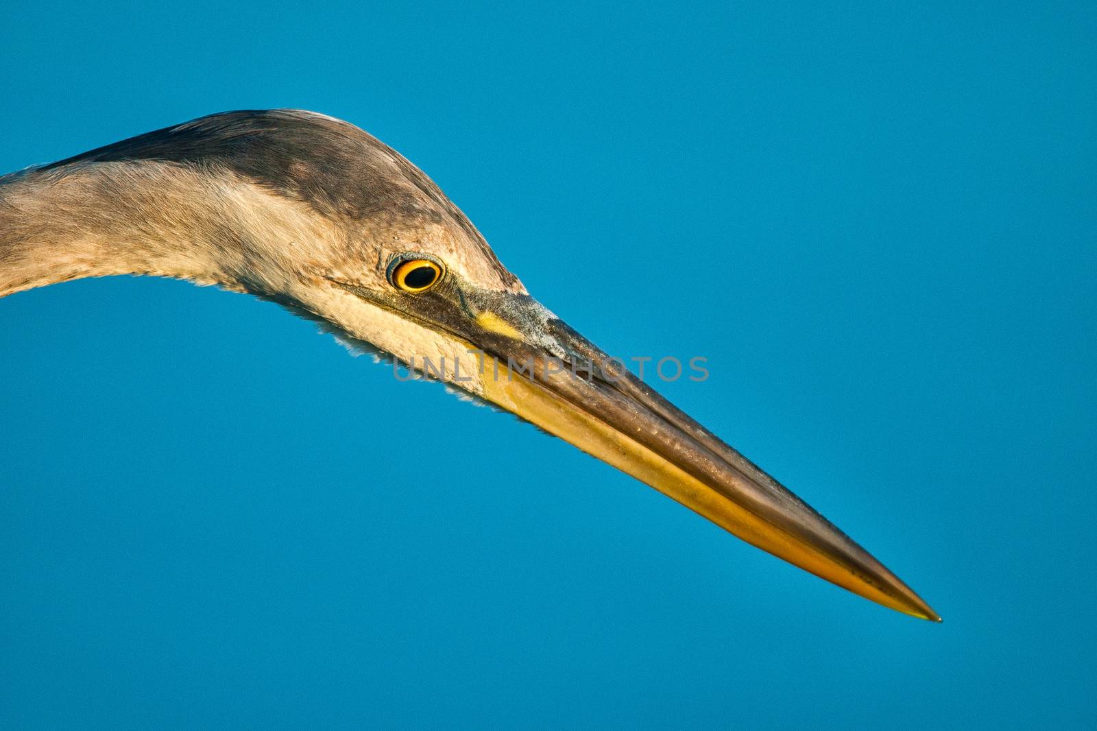 Egret beak by CelsoDiniz