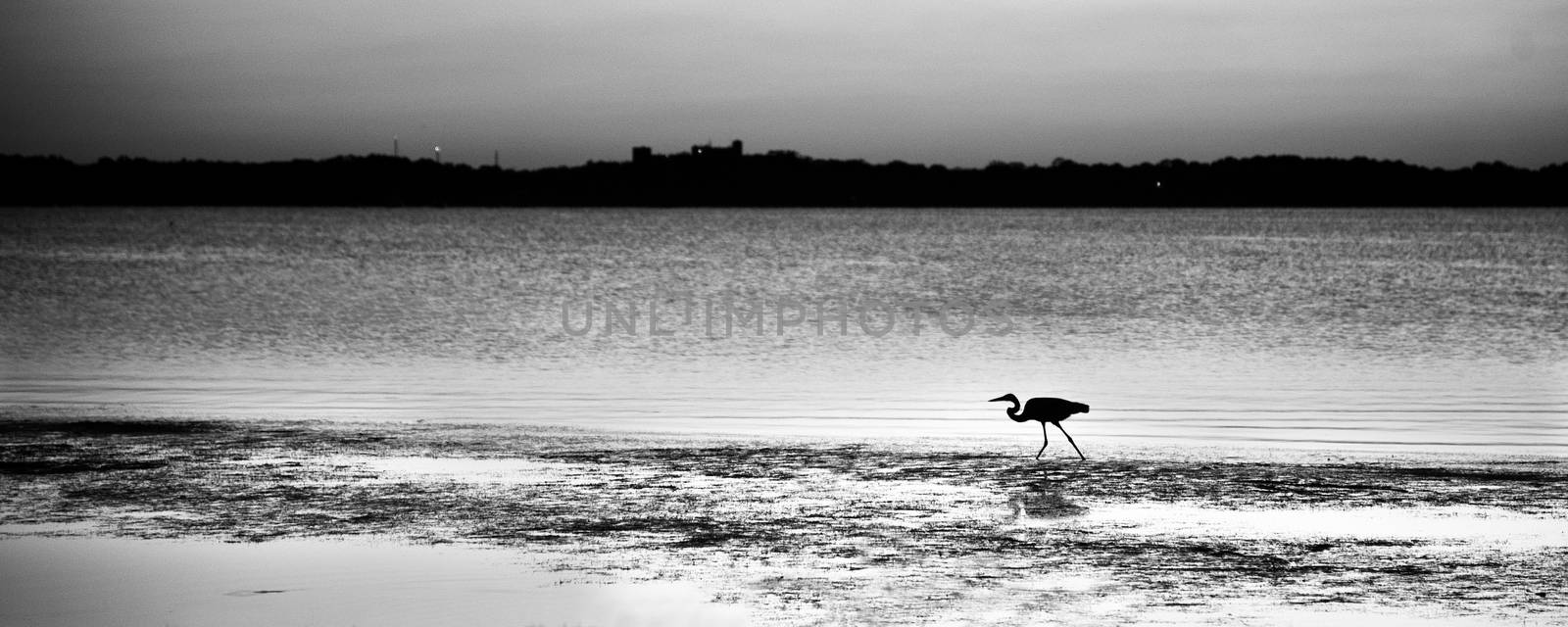 Silhouette of an egret foraging on the beach, Merritt Island, Titusville, Brevard County, Florida, USA