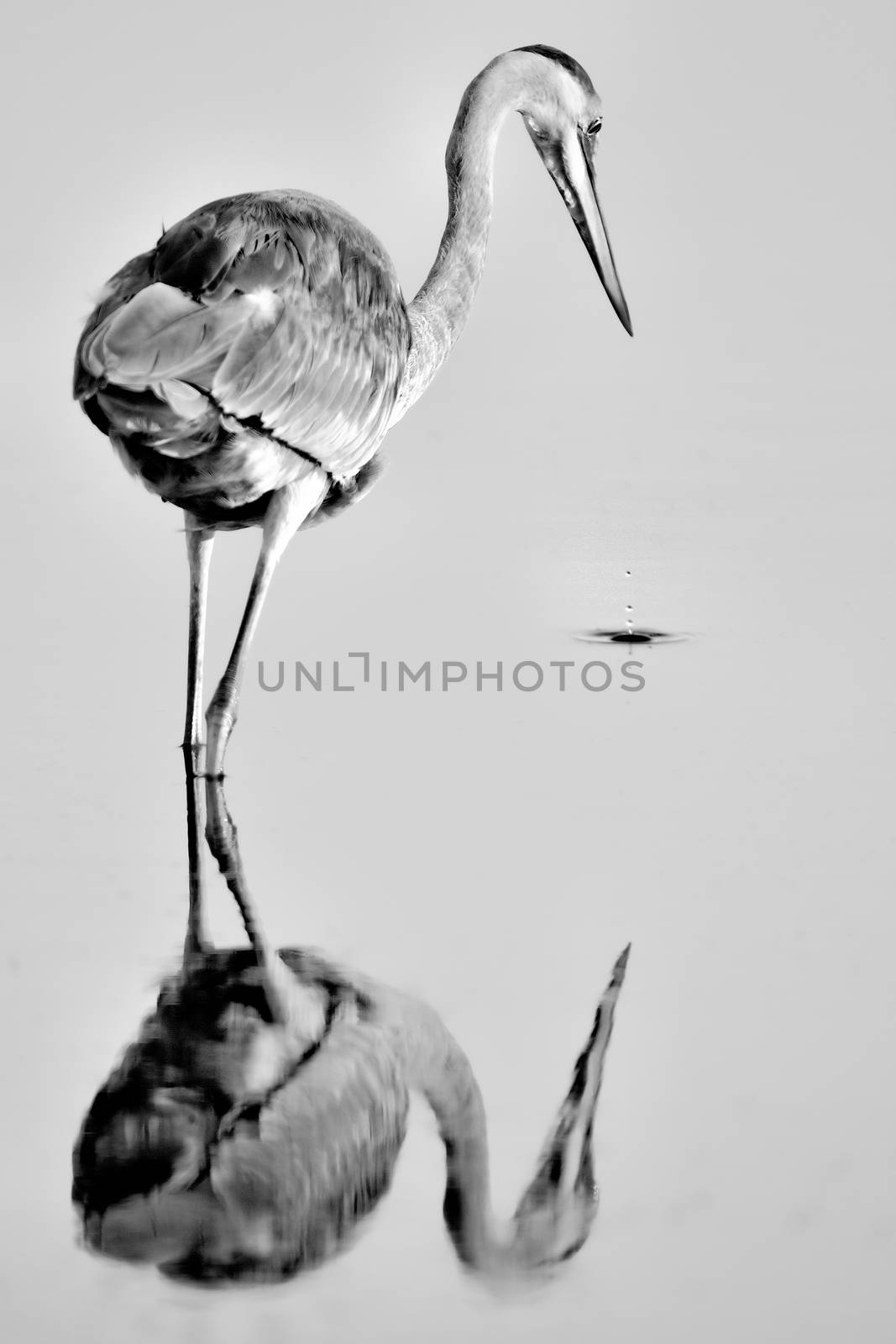 Reflection of an egret on water, Merritt Island, Titusville, Brevard County, Florida, USA