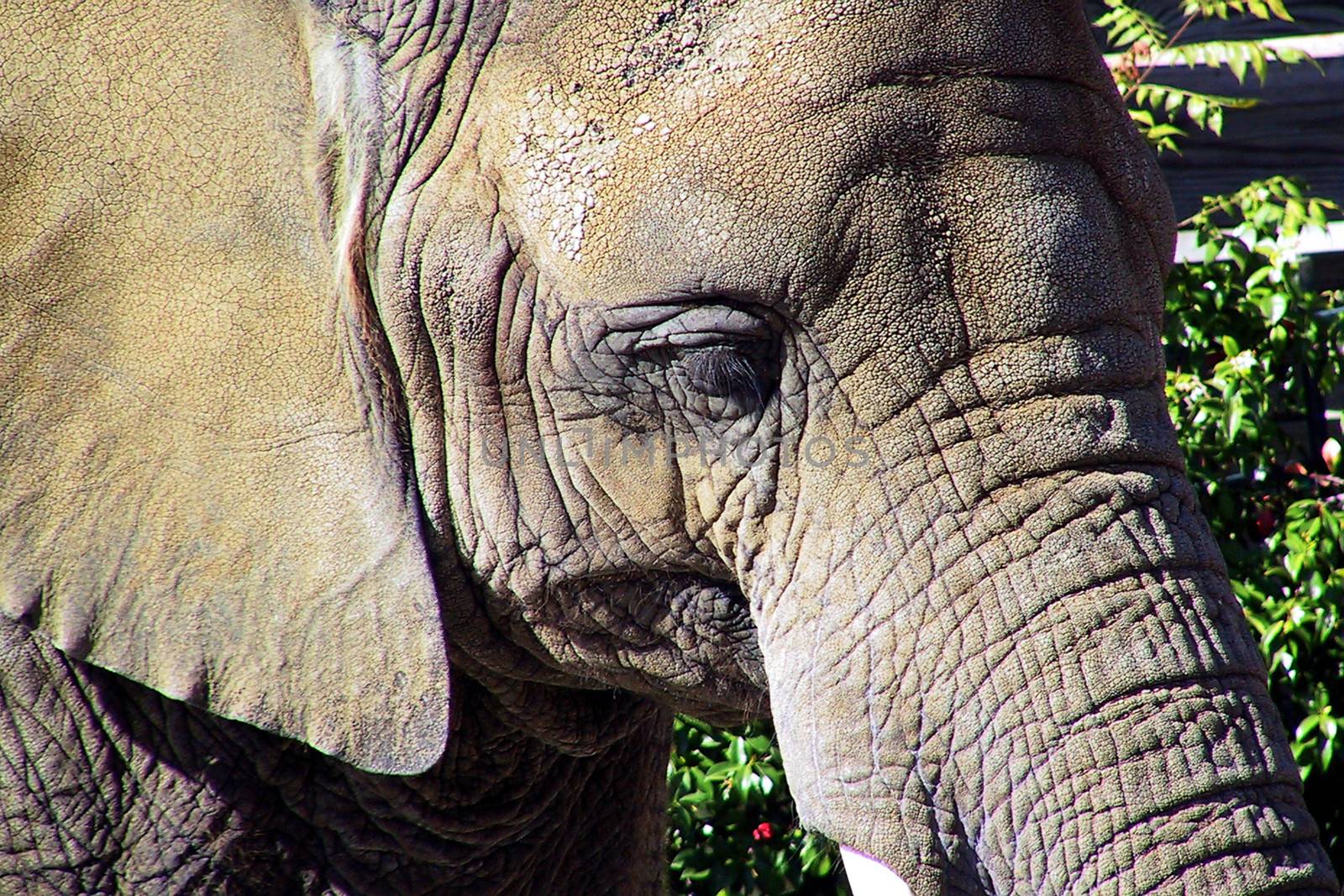 Closeup portrait of elephant with green leaves in background.