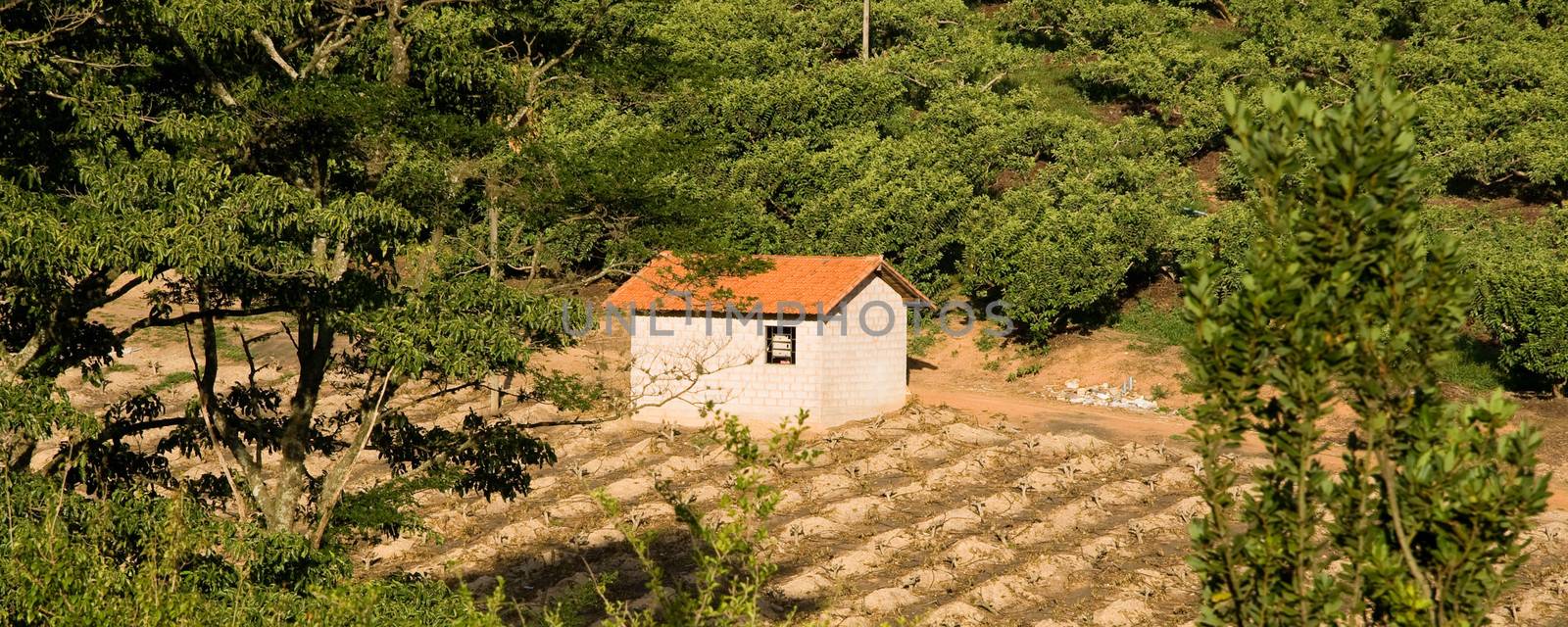 Aerial view of a farmhouse in fig plantation