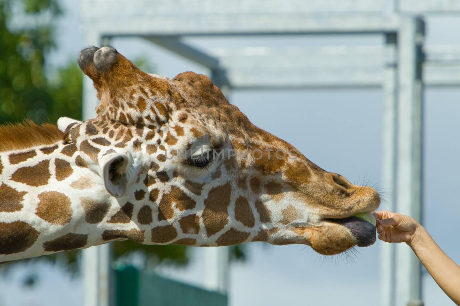 Close-up of a person's hand feeding a Giraffe (Giraffa camelopardalis), Miami, Miami-Dade County, Florida, USA