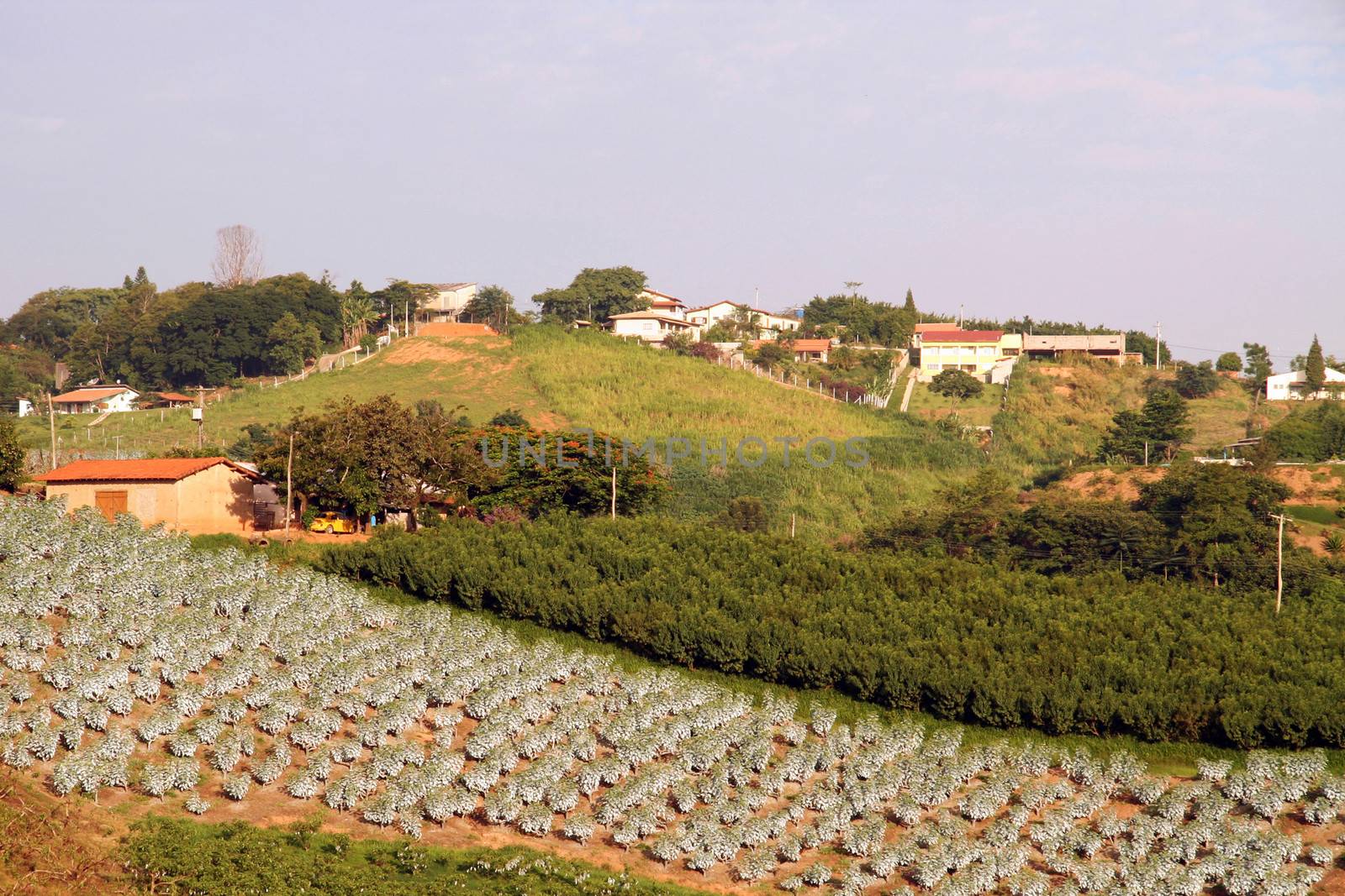 Fig plantation in a field, Sao Paulo, Brazil
