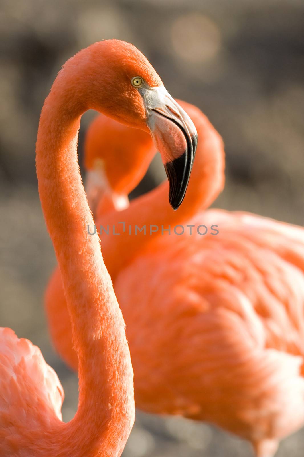 Close-up of two flamingos, Miami, Florida, USA