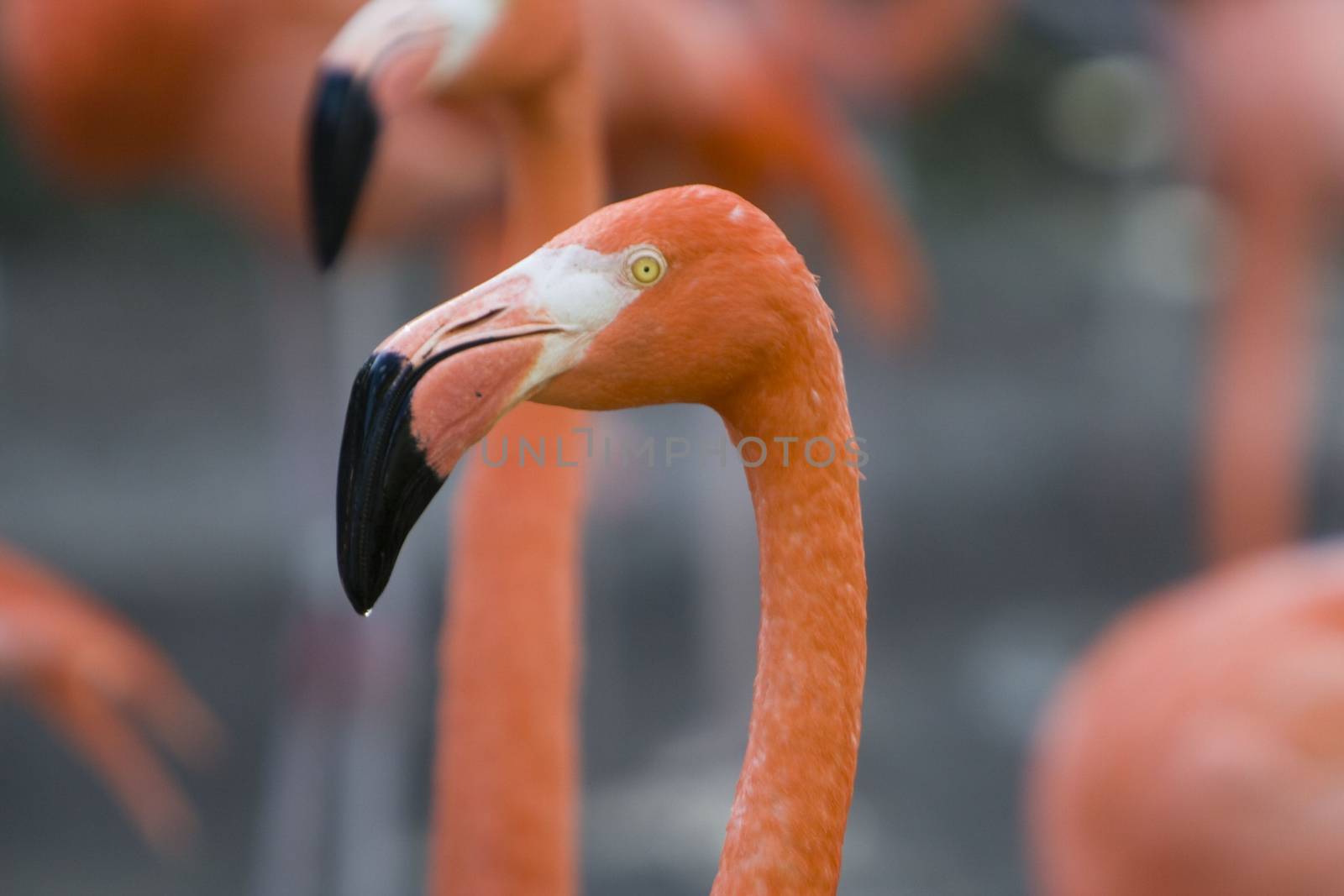 Close-up of a flamingo, Miami, Miami-Dade County, Florida, USA