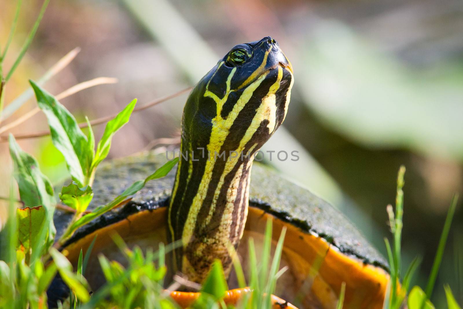 Close-up of a Florida Redbelly Turtle (Pseudemys Nelsoni), Merritt Island, Titusville, Brevard County, Florida, USA