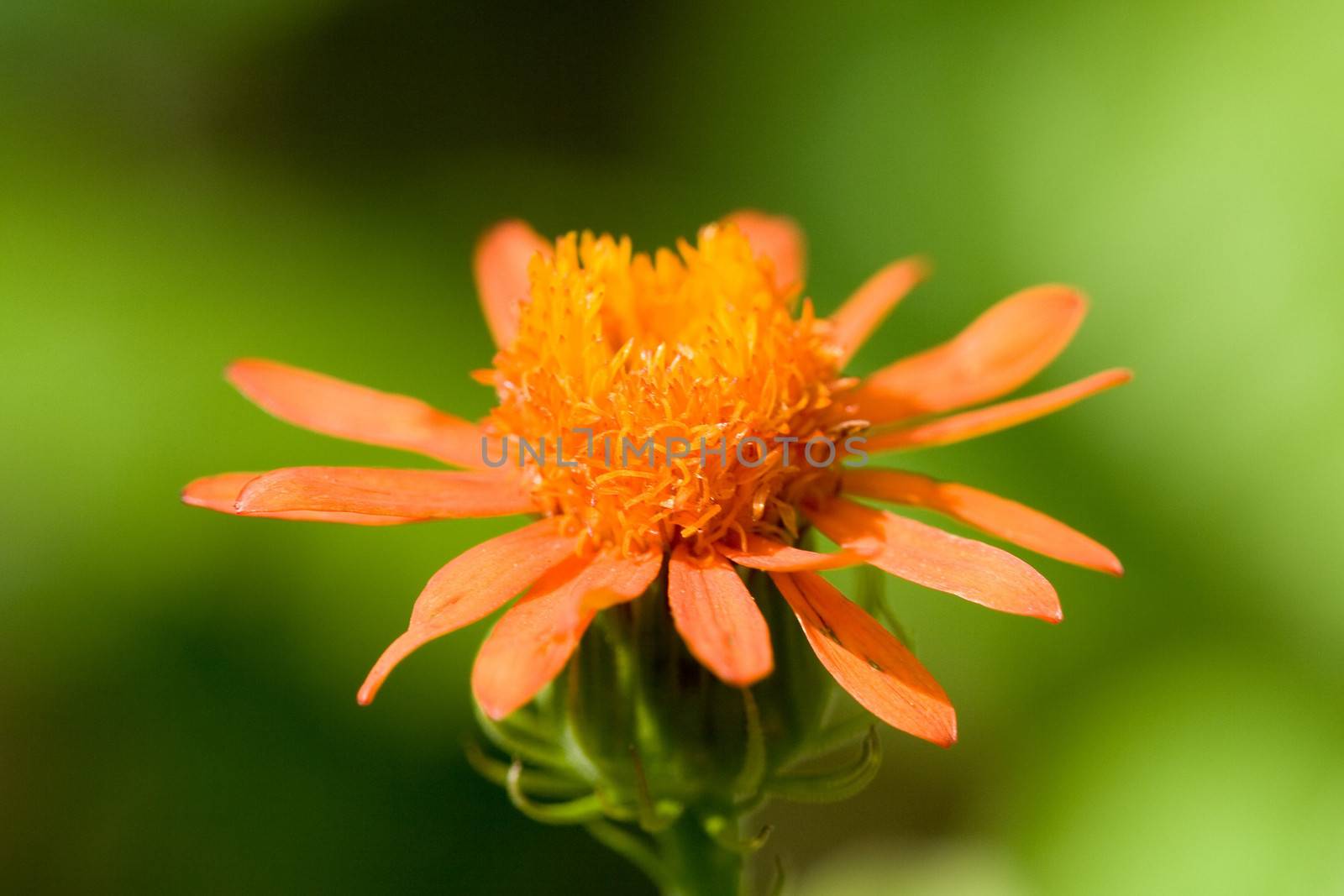 Close-up of an orange flower