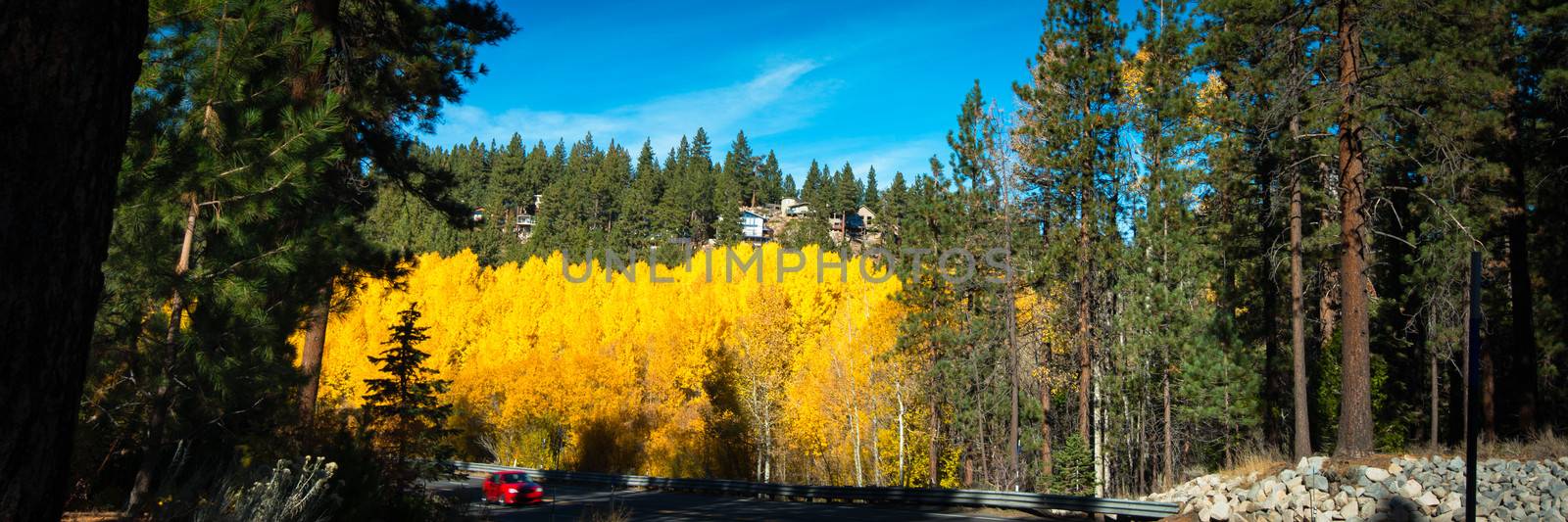 Trees in a forest, Lake Tahoe, California, USA