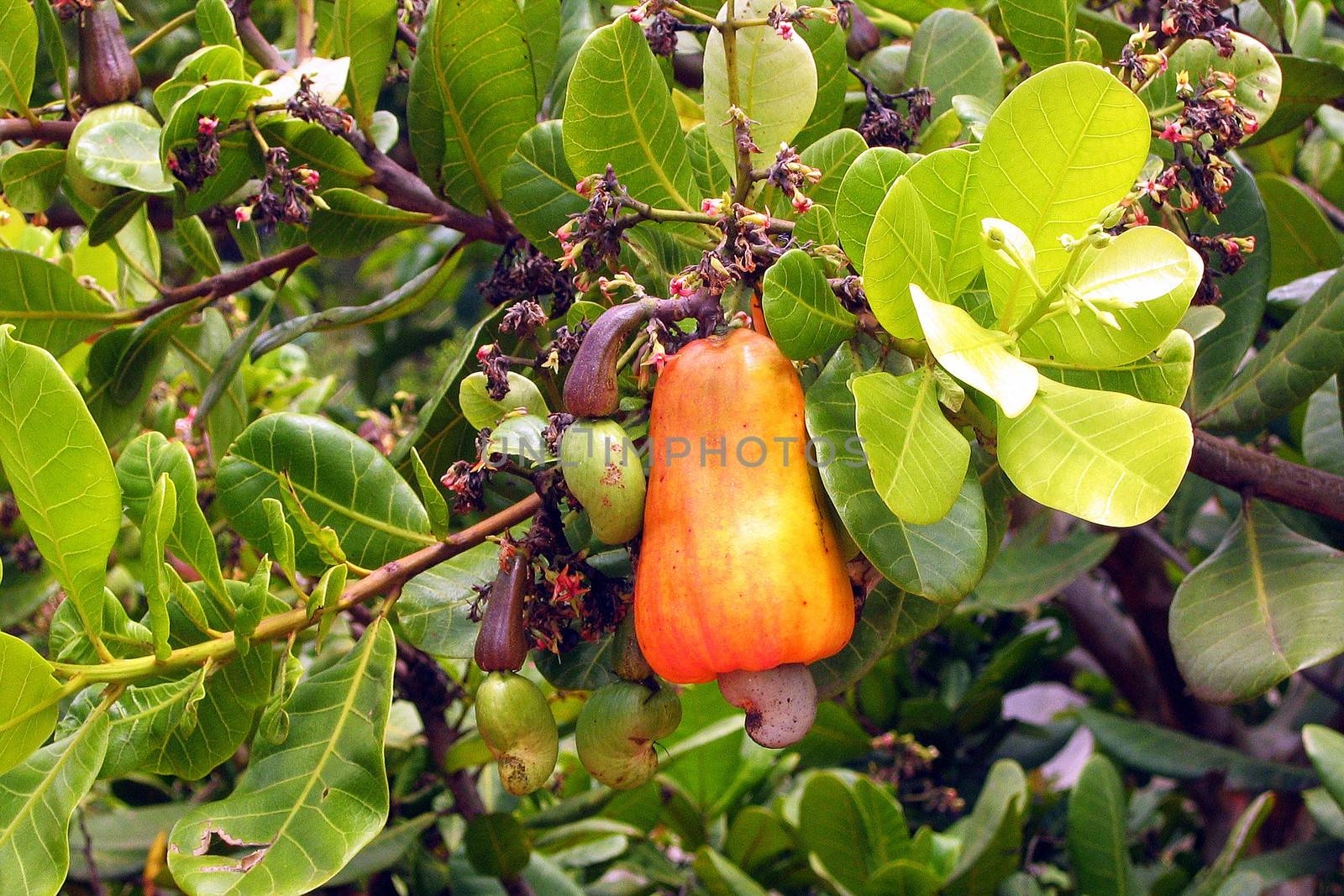 Cashew apple growing in the wild.