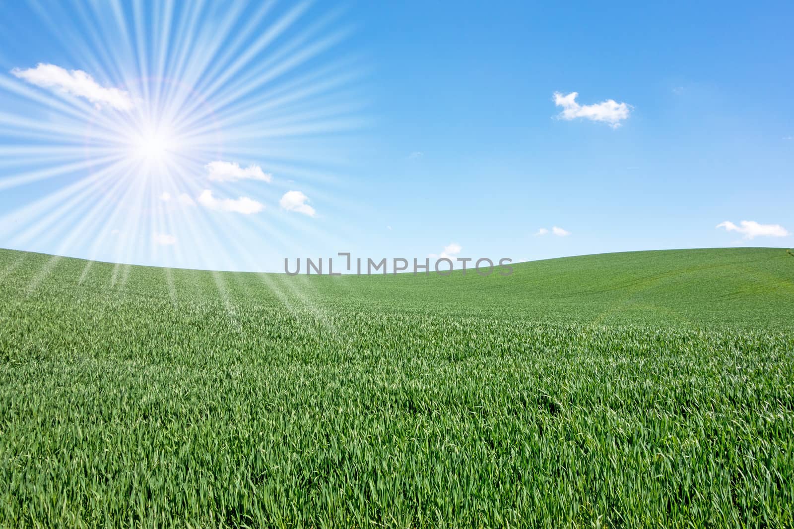green field and blue sky on a sunny day