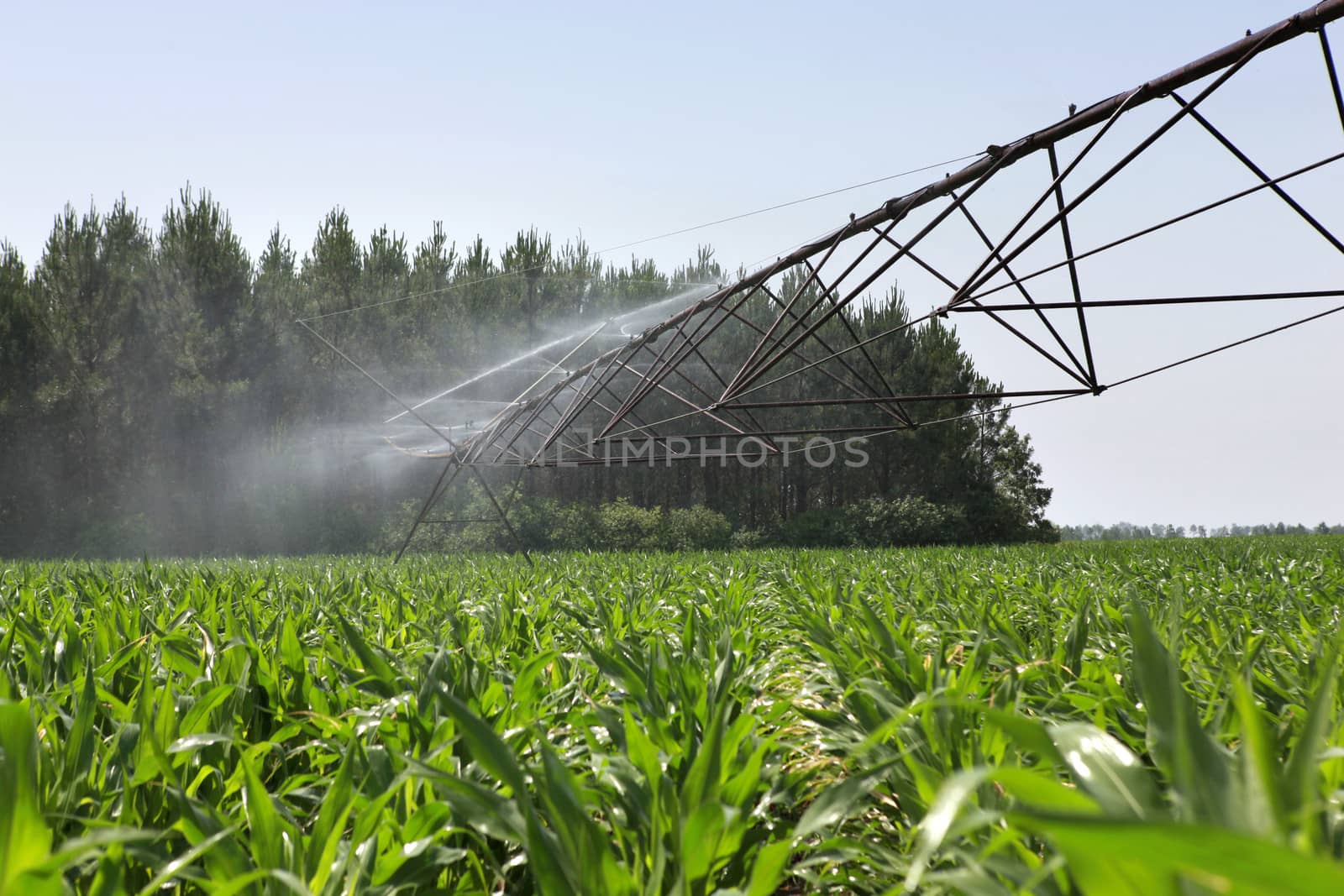 Irrigation system in a field by phovoir