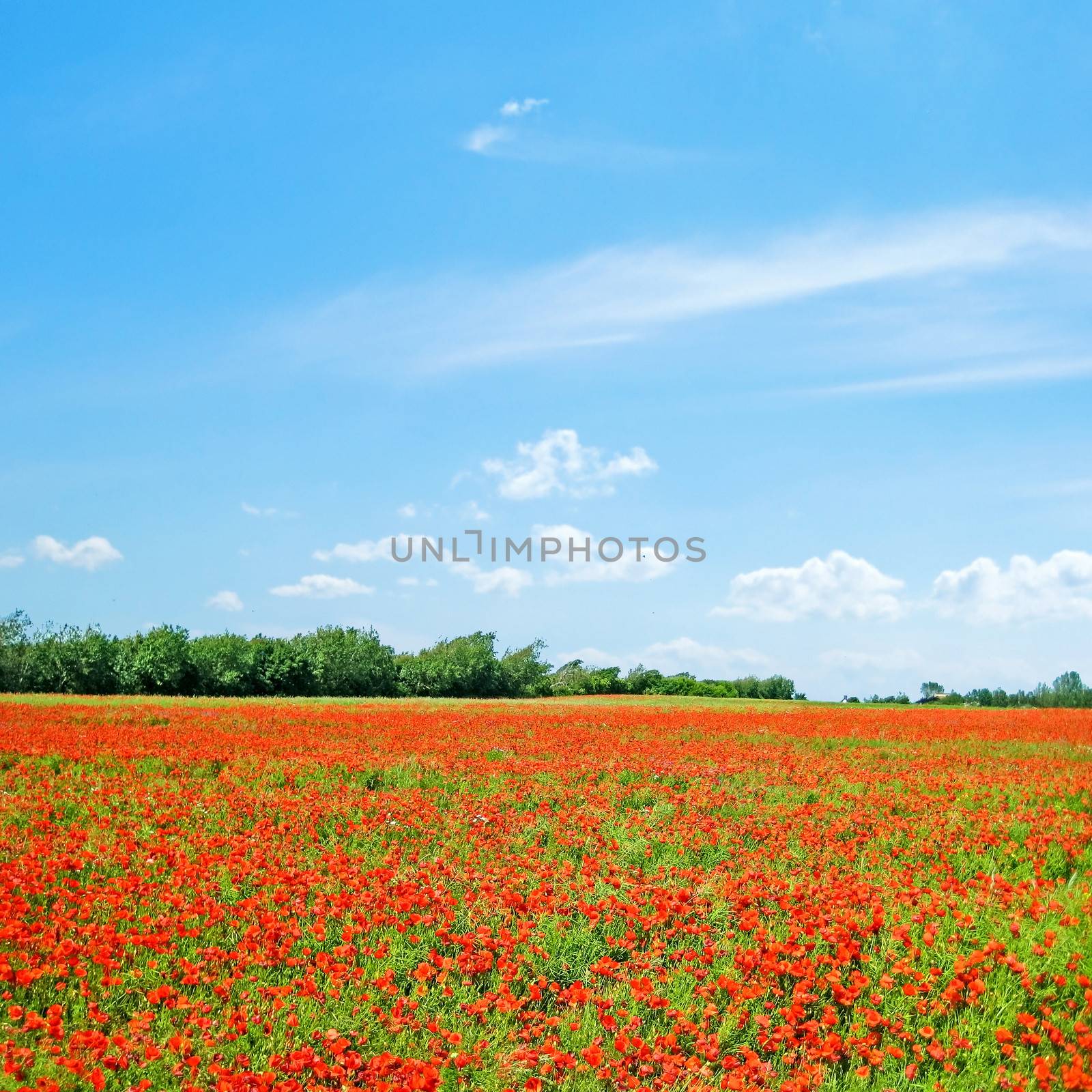 Poppy field with trees and blue sky