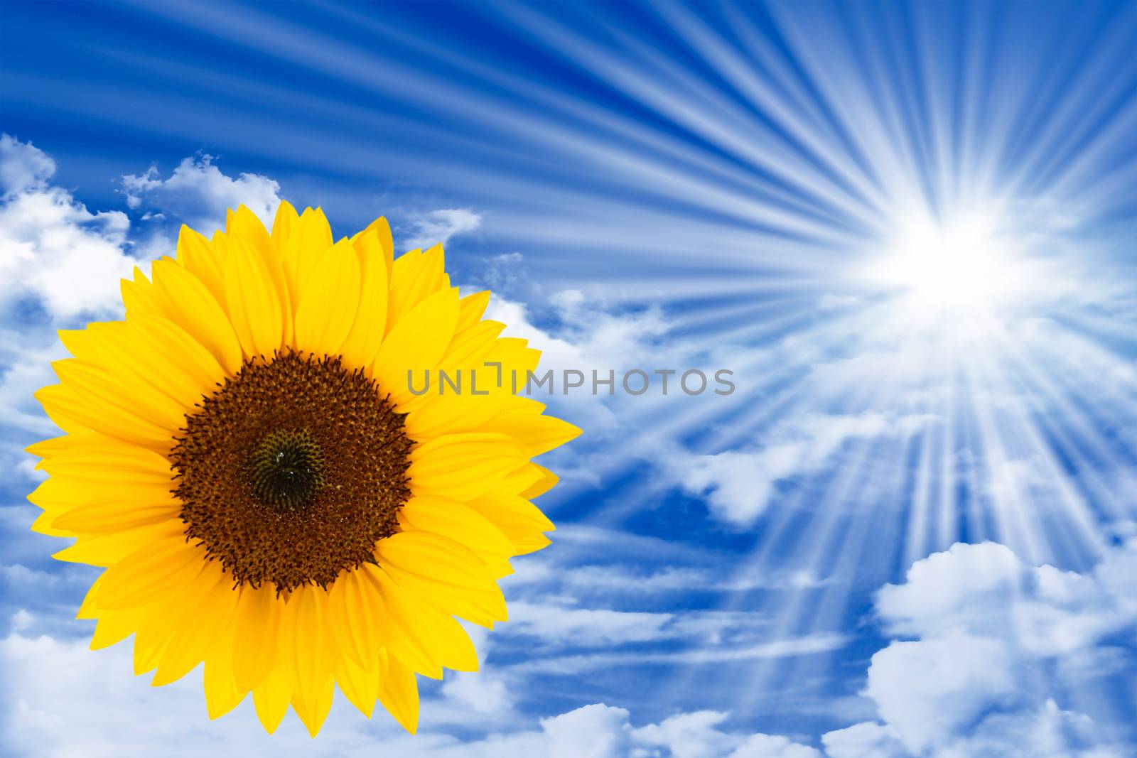 sunflower on blue sky with clouds, sun and sun rays symbolizing green energy