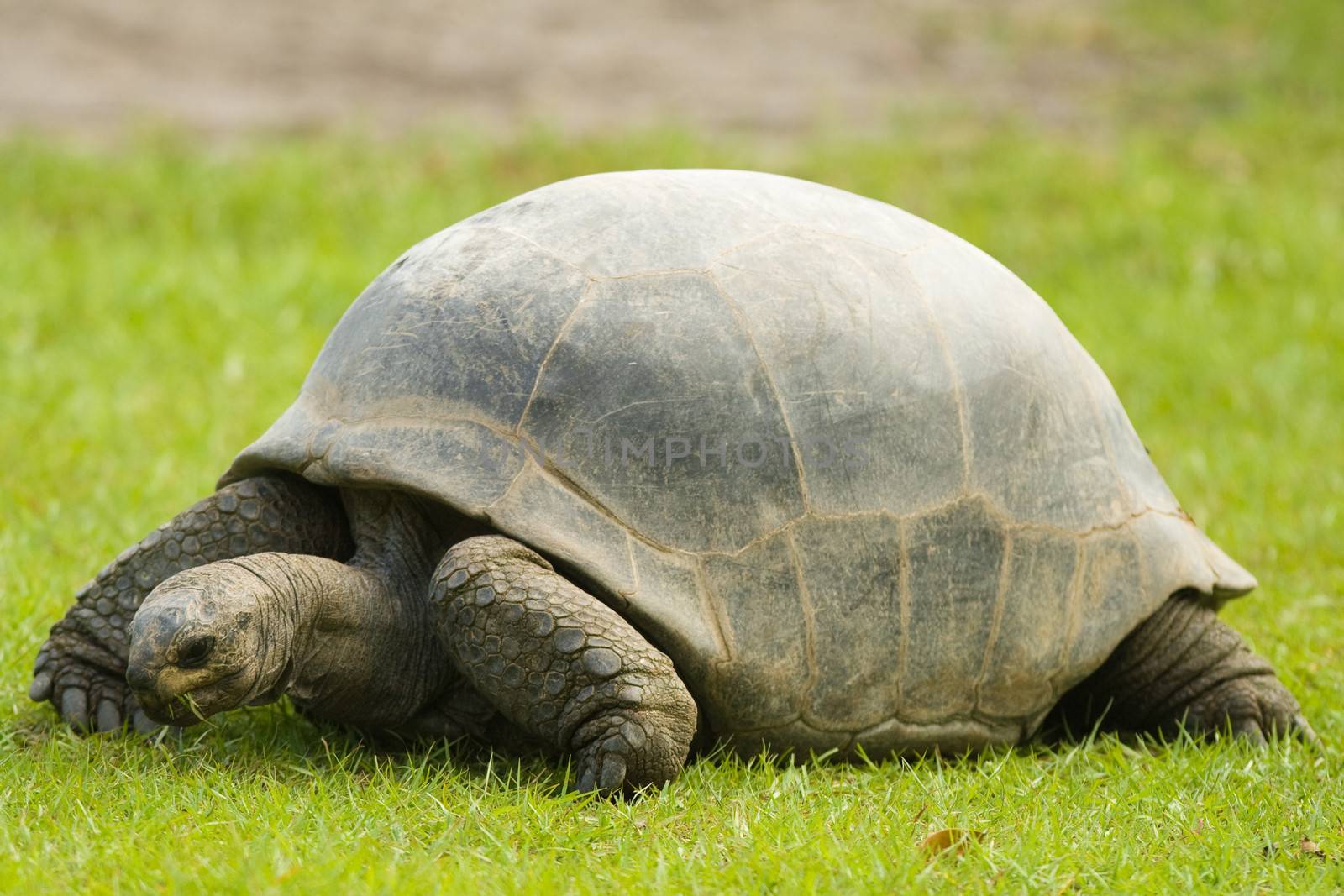 Galapagos Giant Tortoise (Chelonoidis nigra) eating grass, Miami, Florida, USA